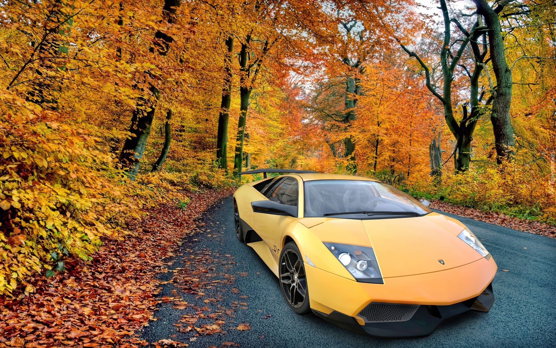 Lamborghini Murcielago, Las, Jesień