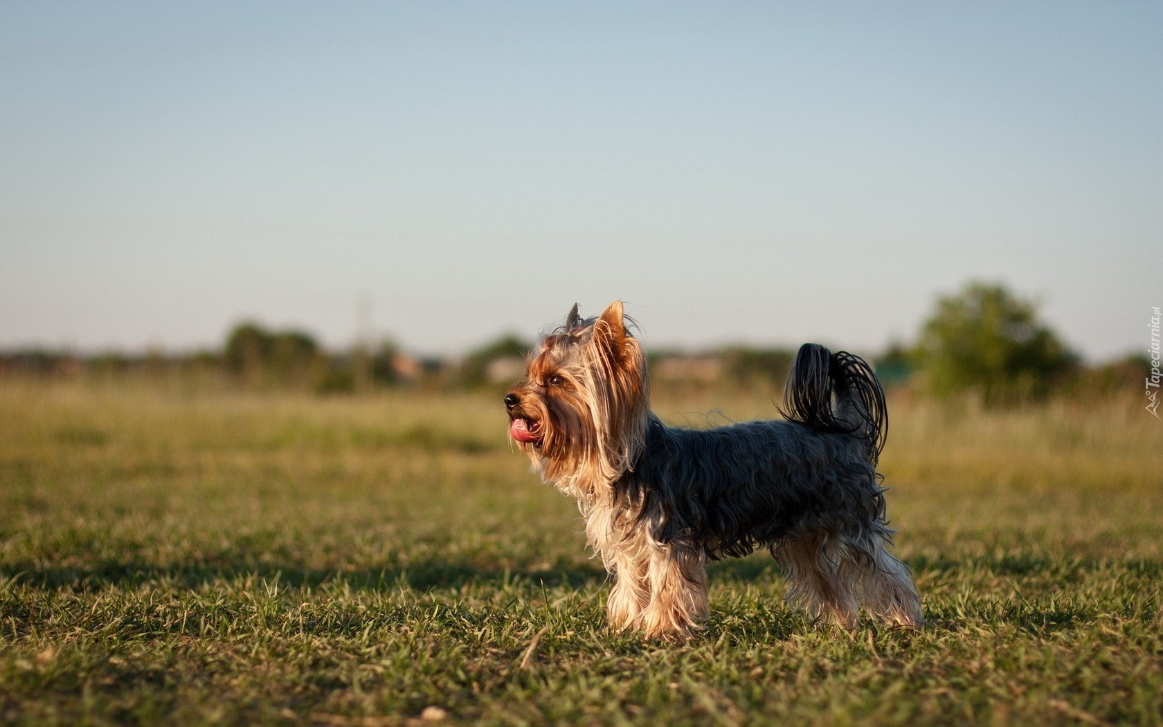 Yorkshire Terrier