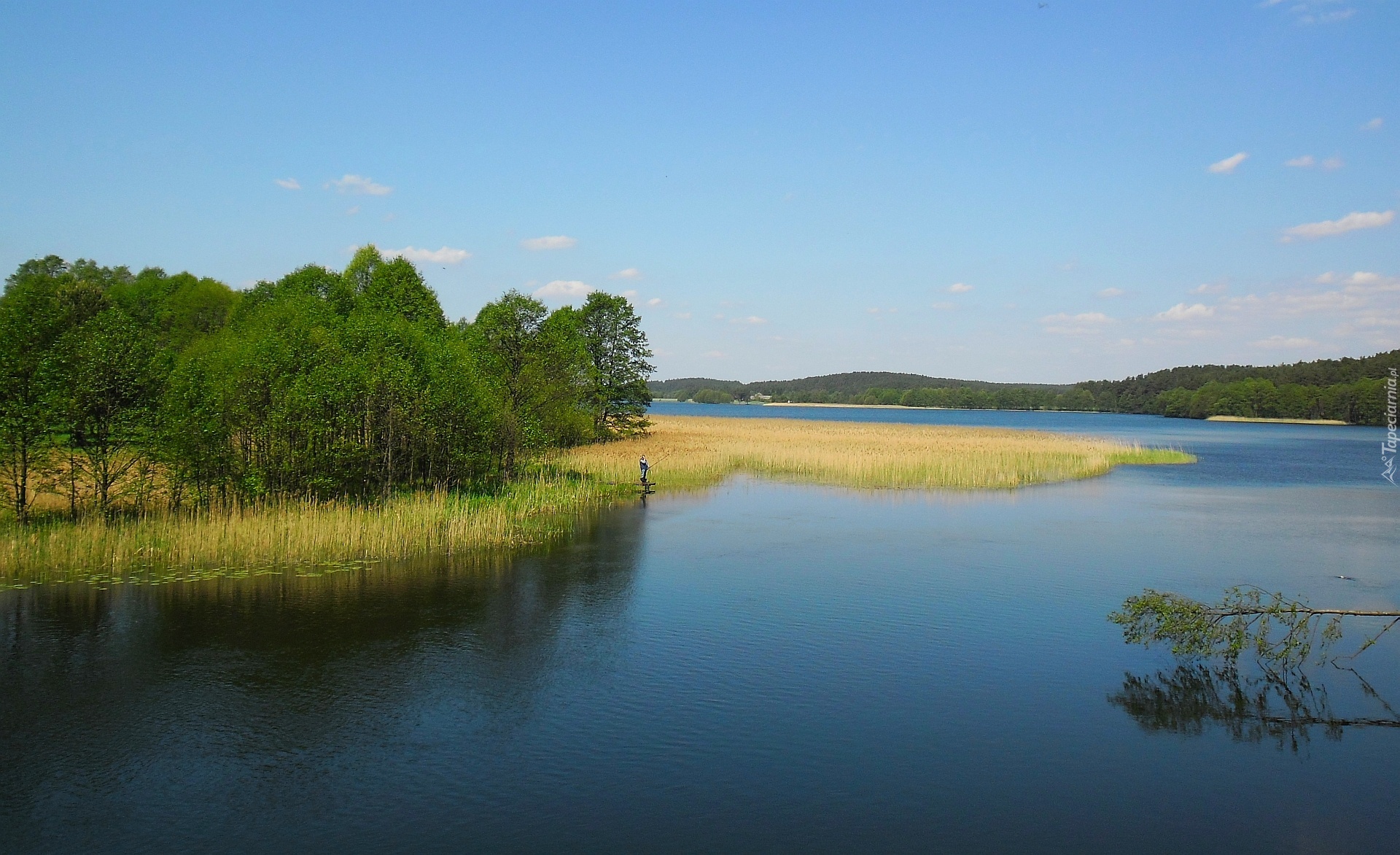 Wiosna, Jezioro, Szuwary