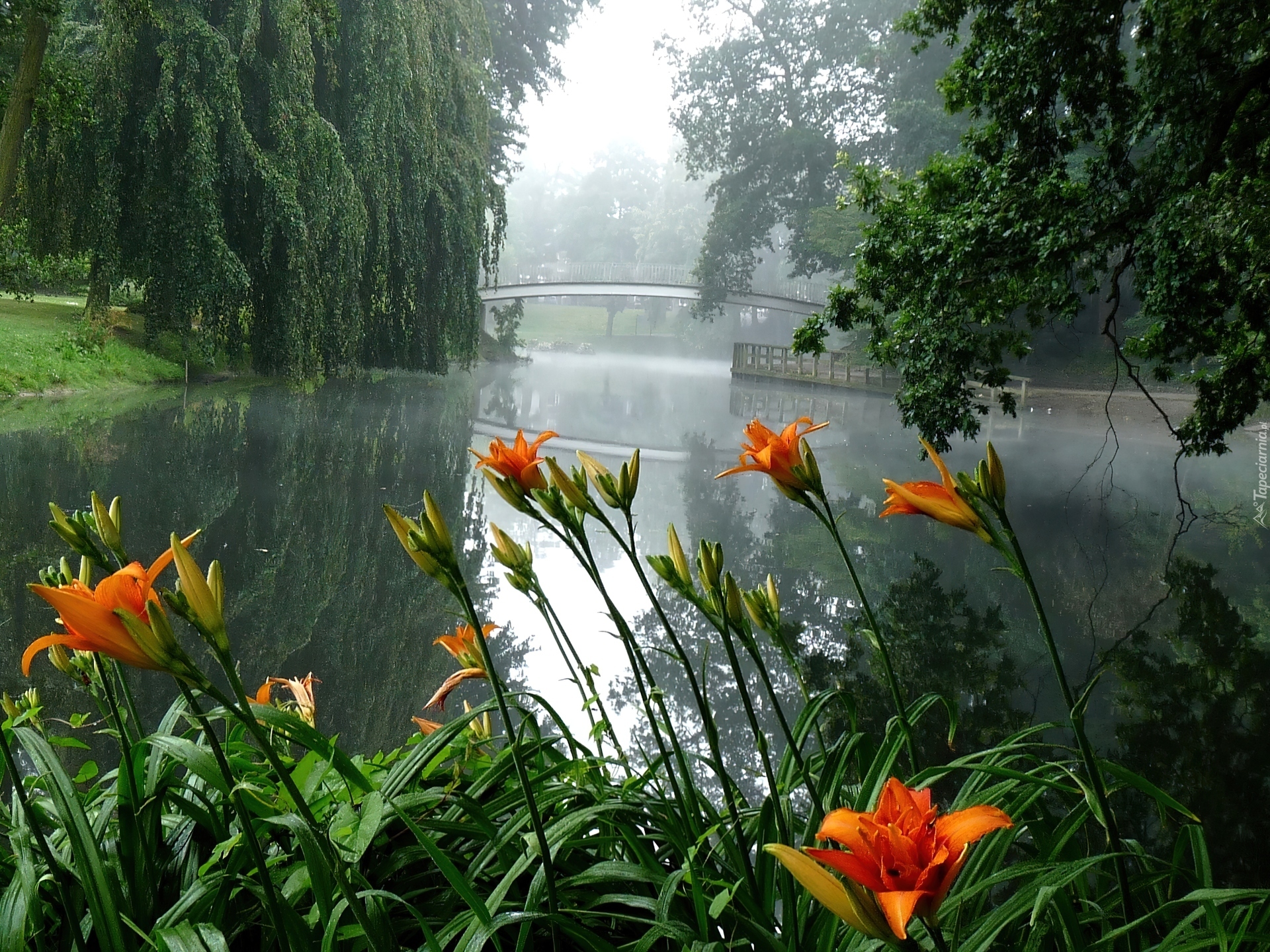 Дождь живая природа. Цветы у реки. Доброе утро природа. Лето в городе. Летнее утро.