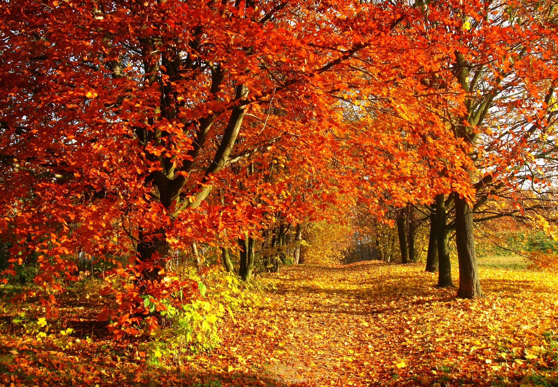 Park, Jesień, Liście, Droga, Drzewa