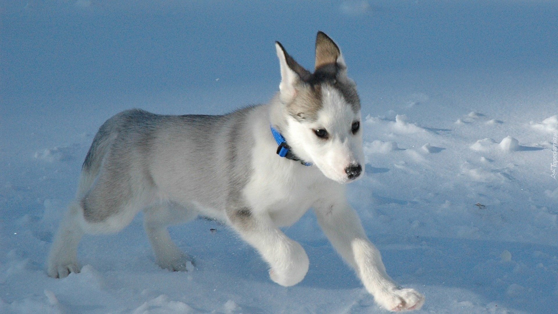 Piesek, Szczeniak, Śnieg, Siberian Husky