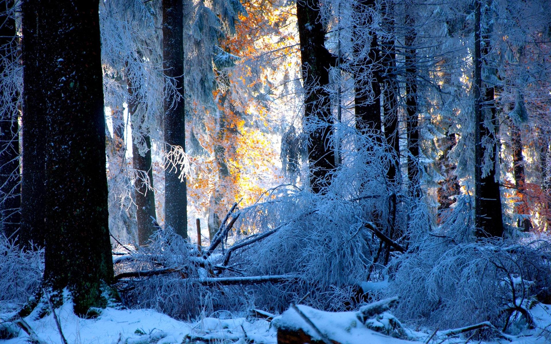 Drzewa, Las, Śnieg