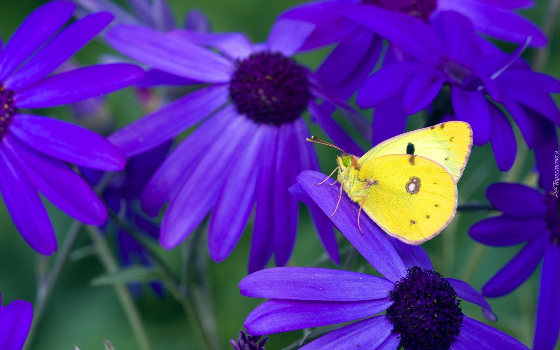 Fioletowe, Kwiaty, Żółty, Motyl