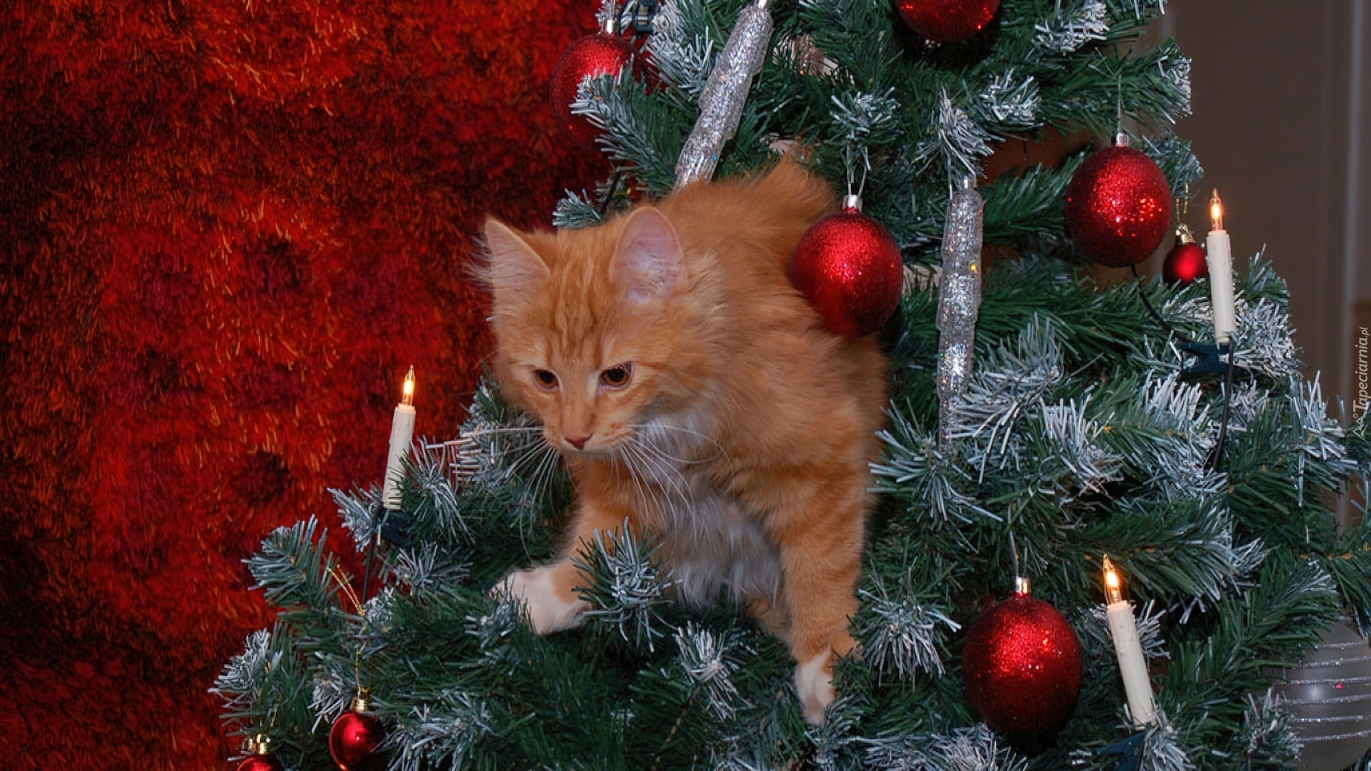Kot, Choinka, Świeczki, Bombki, Boże Narodzenie
