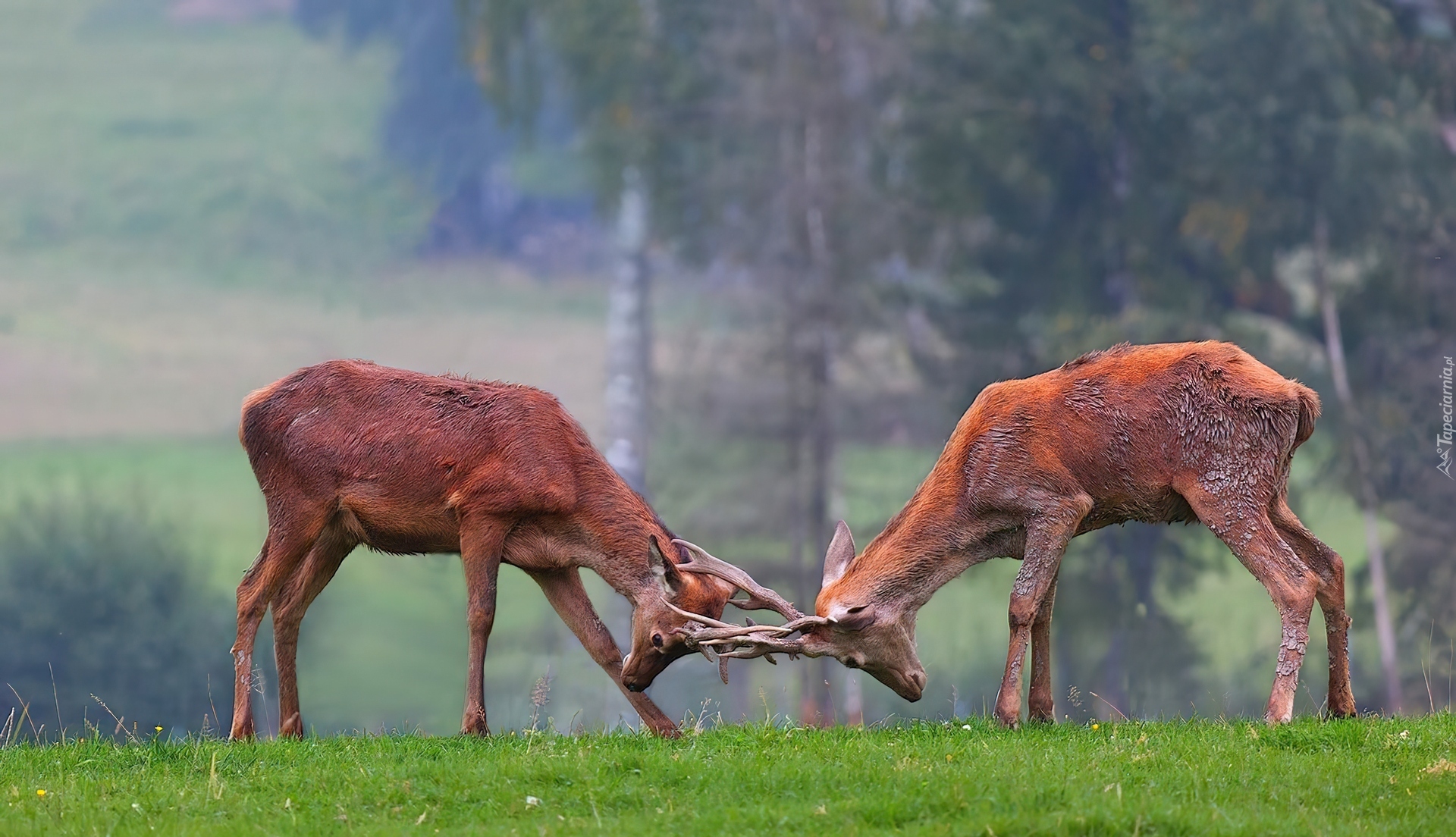 Jelenie, Rykowisko, Walka