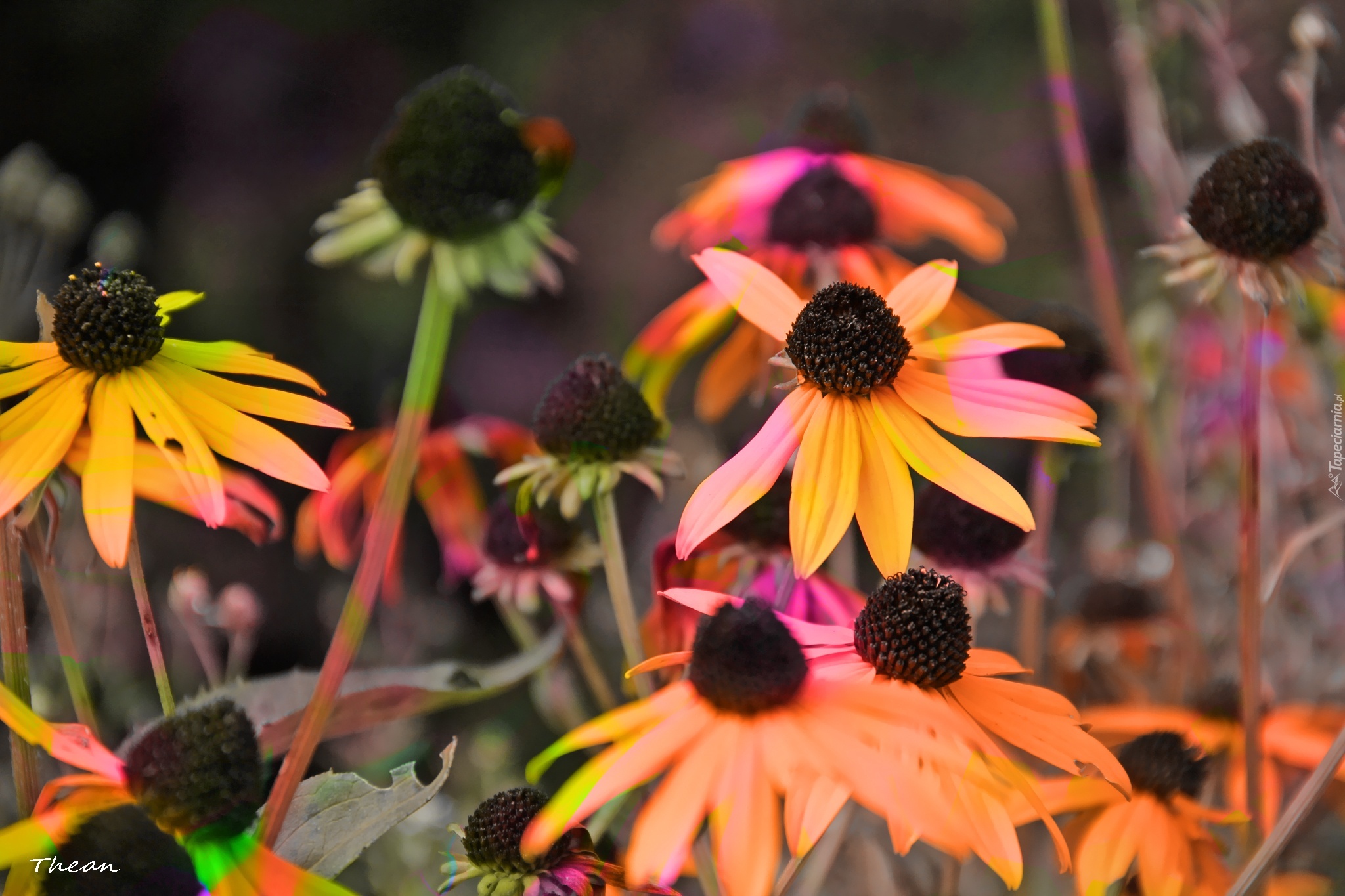 Rudbekia, Kolory