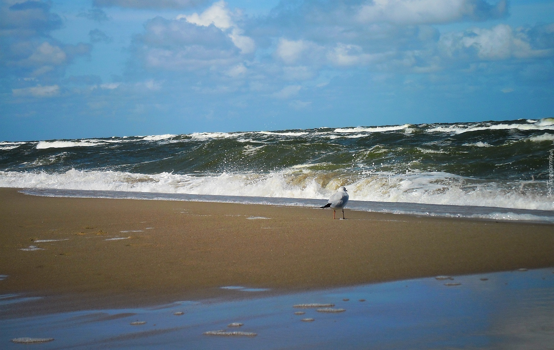 Lato, Morze, Plaża, Mewa, Fale