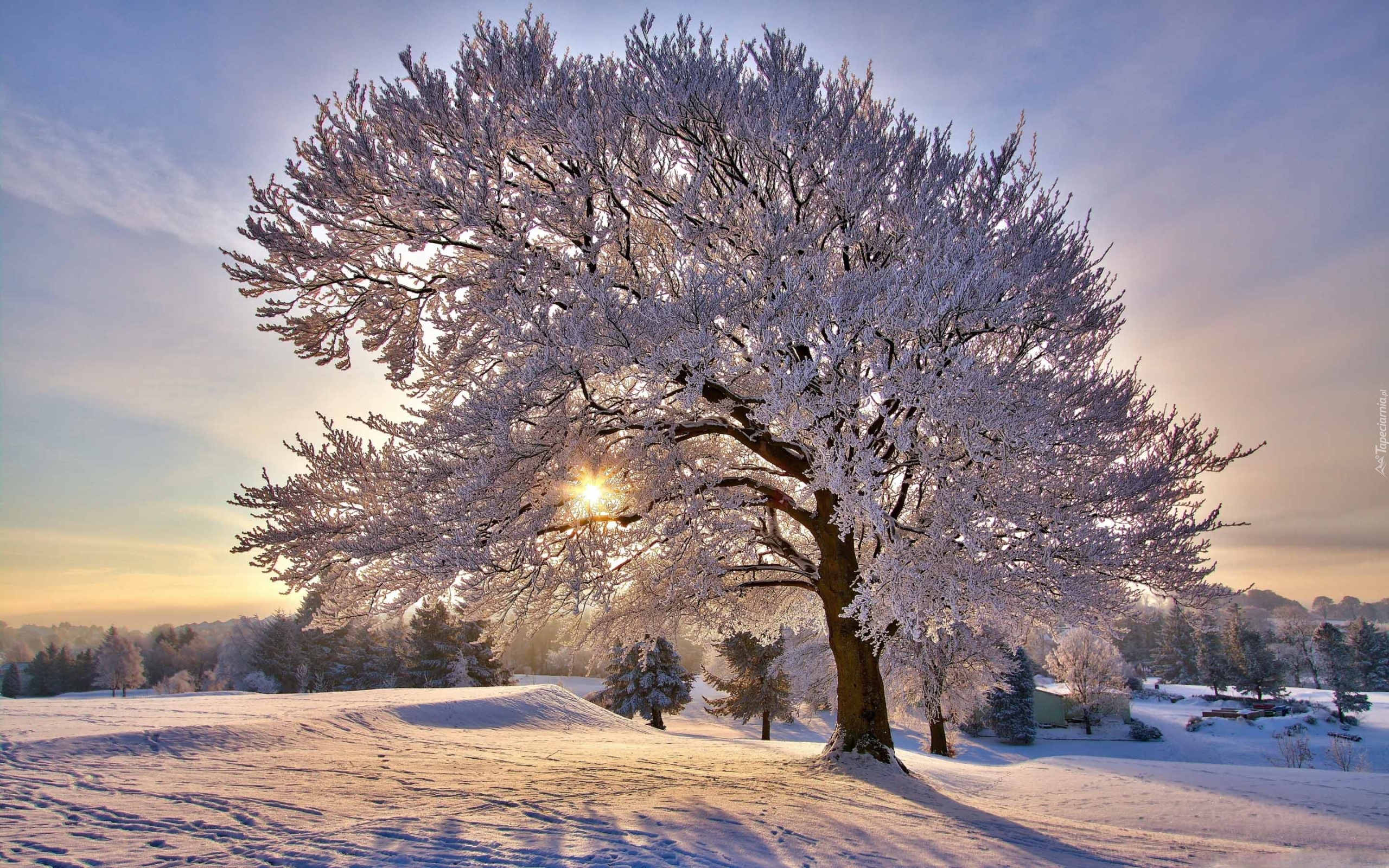 Drzewo, Promienie, Słońca, Zima