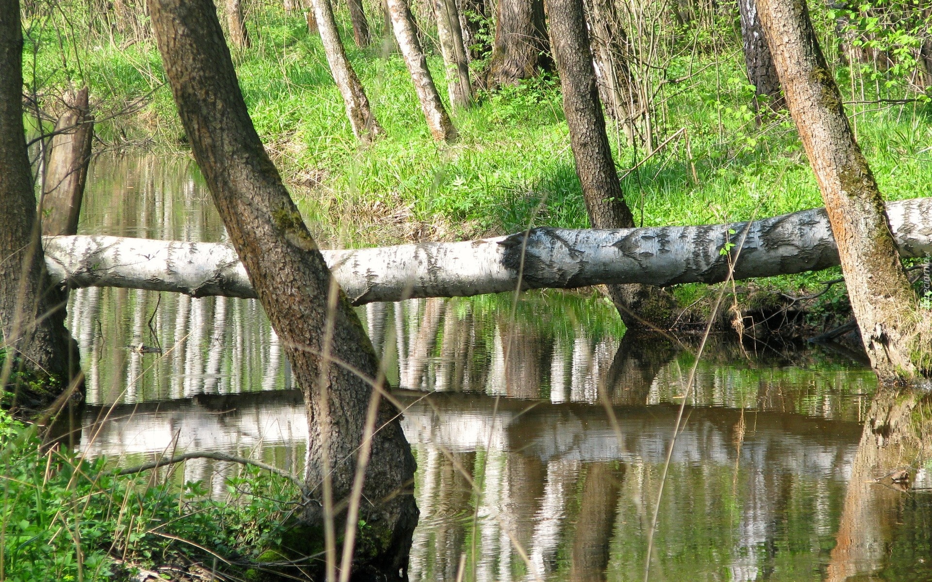 Drzewa, Trawa, Rzeka