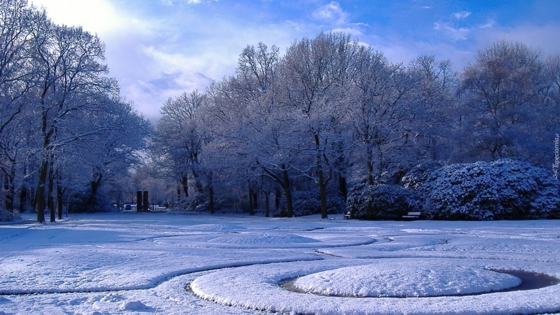 Park, Drzewa, Krzewy, Zima