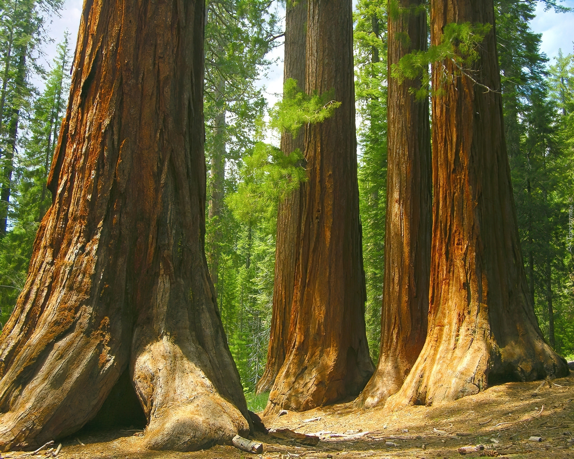 Stany Zjednoczone, Stan Kalifornia, Park Narodowy Yosemite, Drzewa, Sekwoje, Las Mariposa Grove