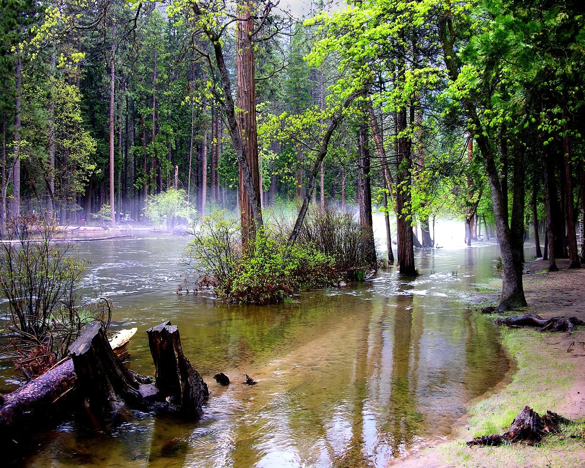 Rozlana, Rzeka, Las