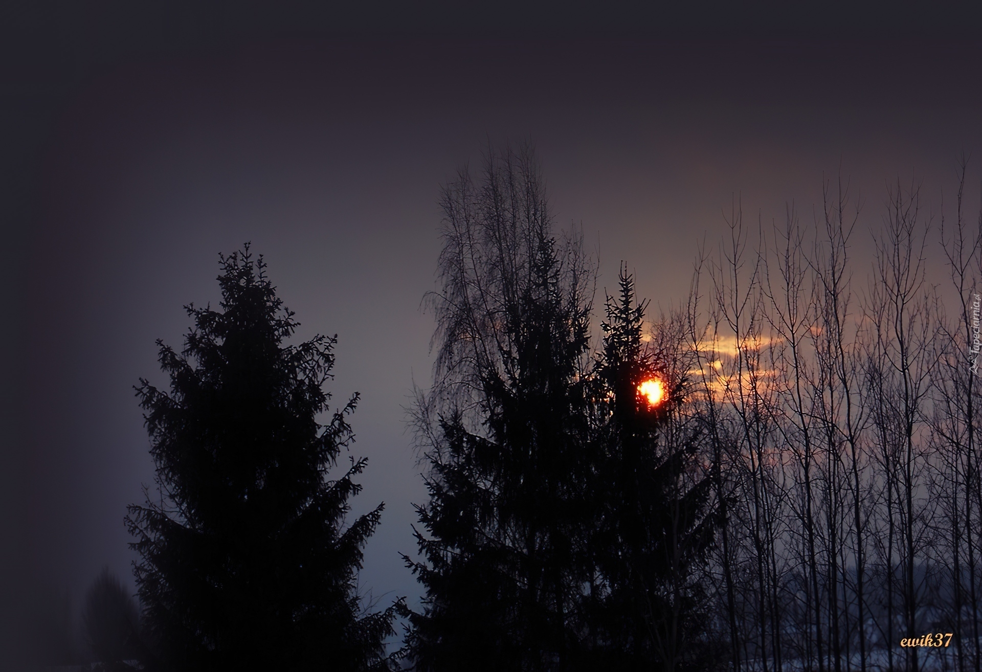 Zima, Drzewa, Ukryte, Słońce