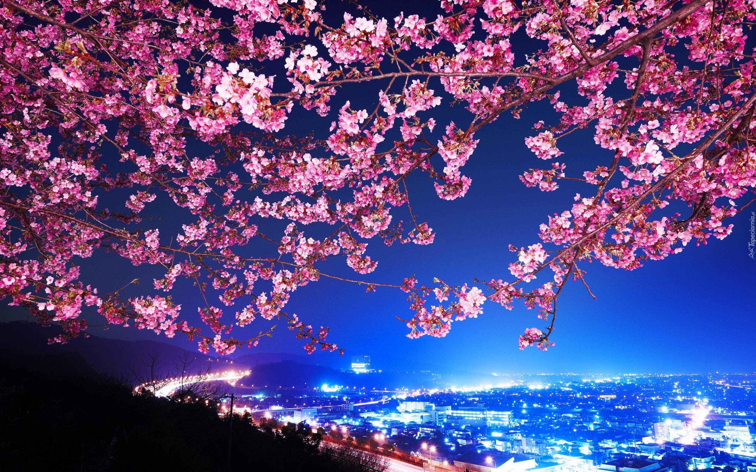 Kwitnąca, Wiśnia, Miasto, Nocą Japonia