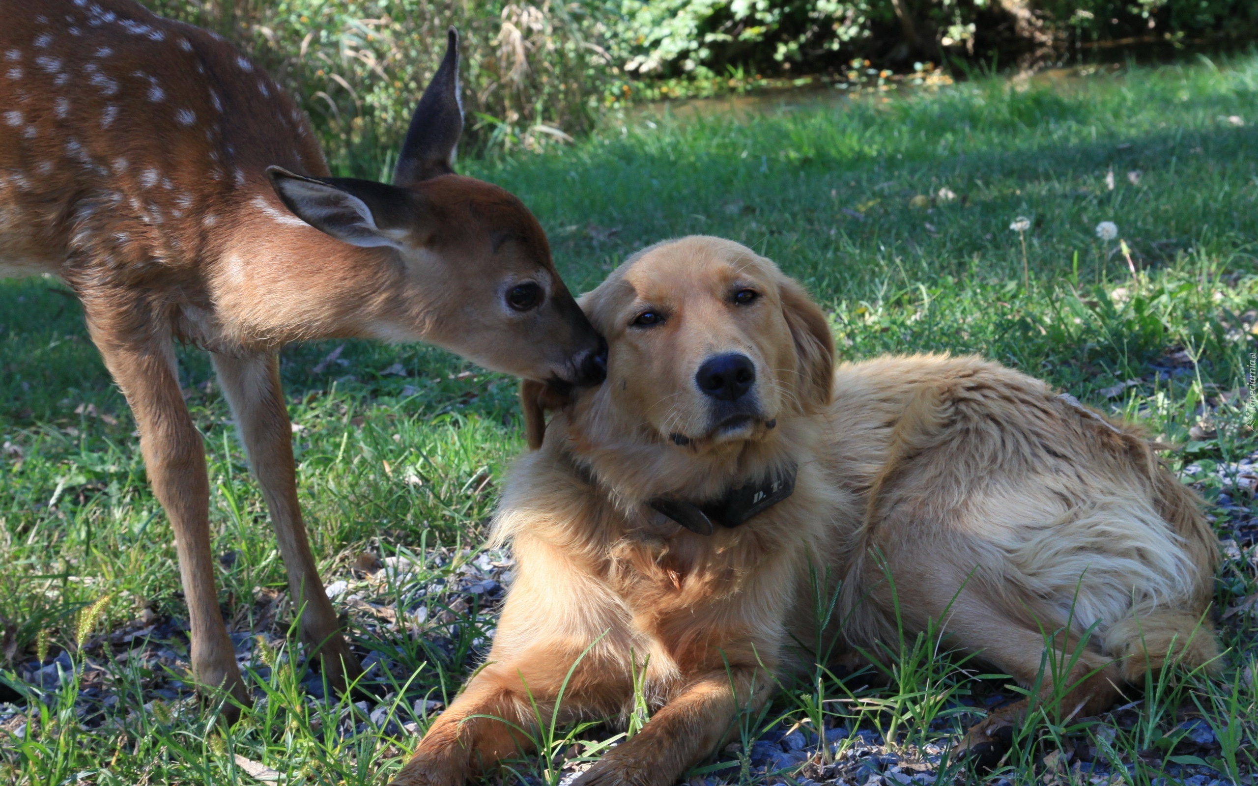 Pies, Sarna, Trawa, Golden retriever