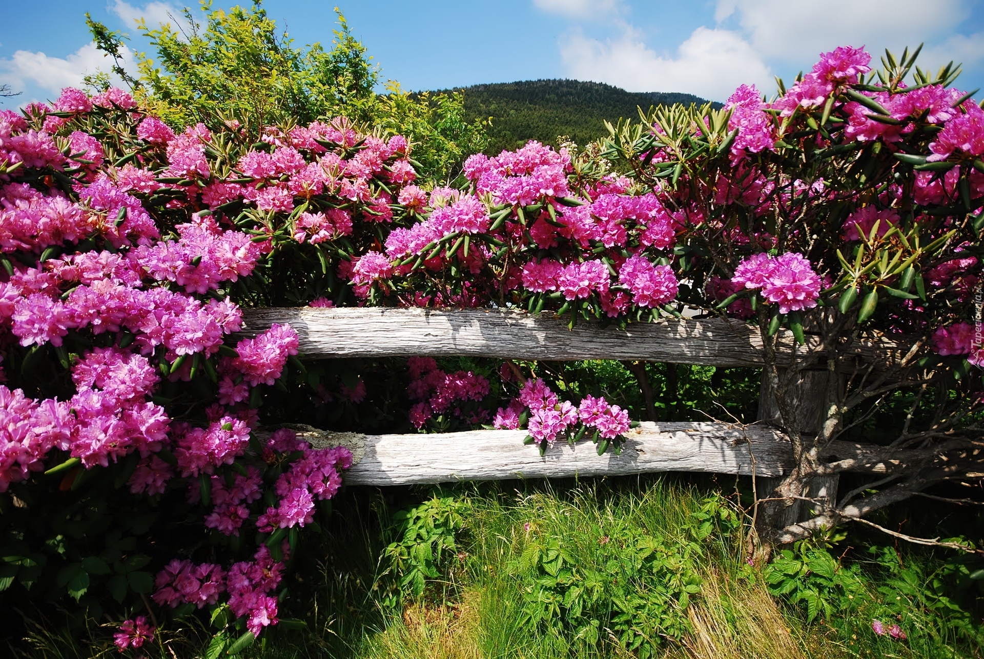 Płotek, Rododendron