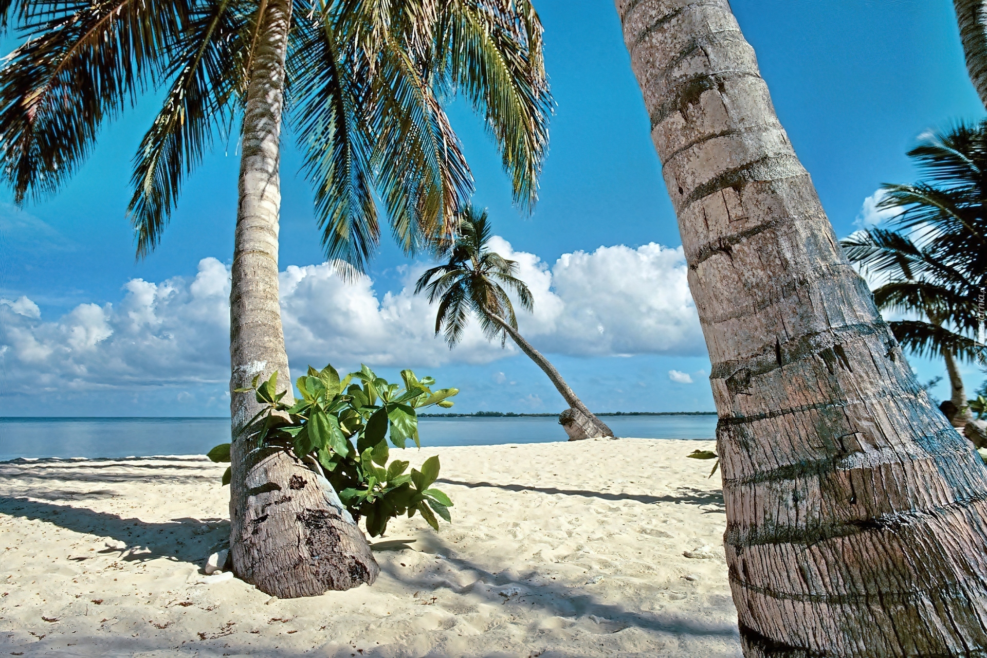 Ocean, Plaża, Palmy, Tropik