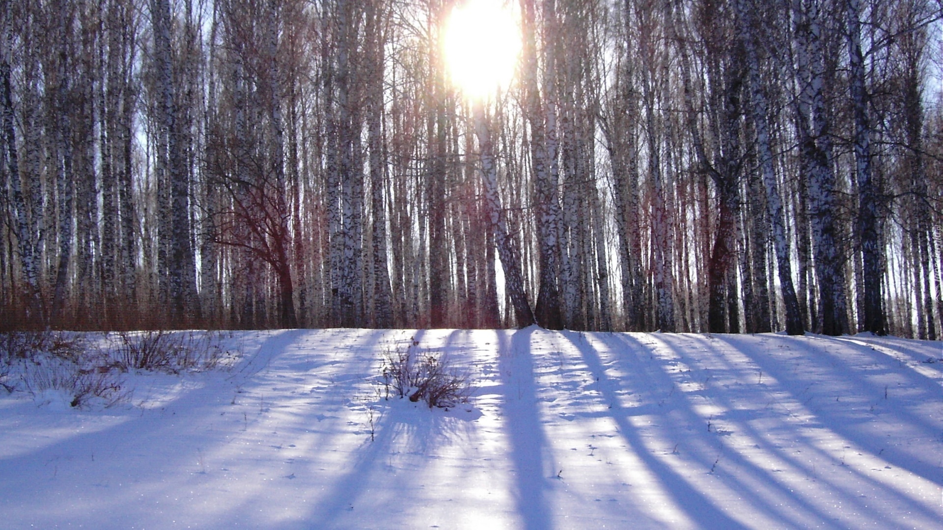 Las, Promienie Słońca, Śnieg