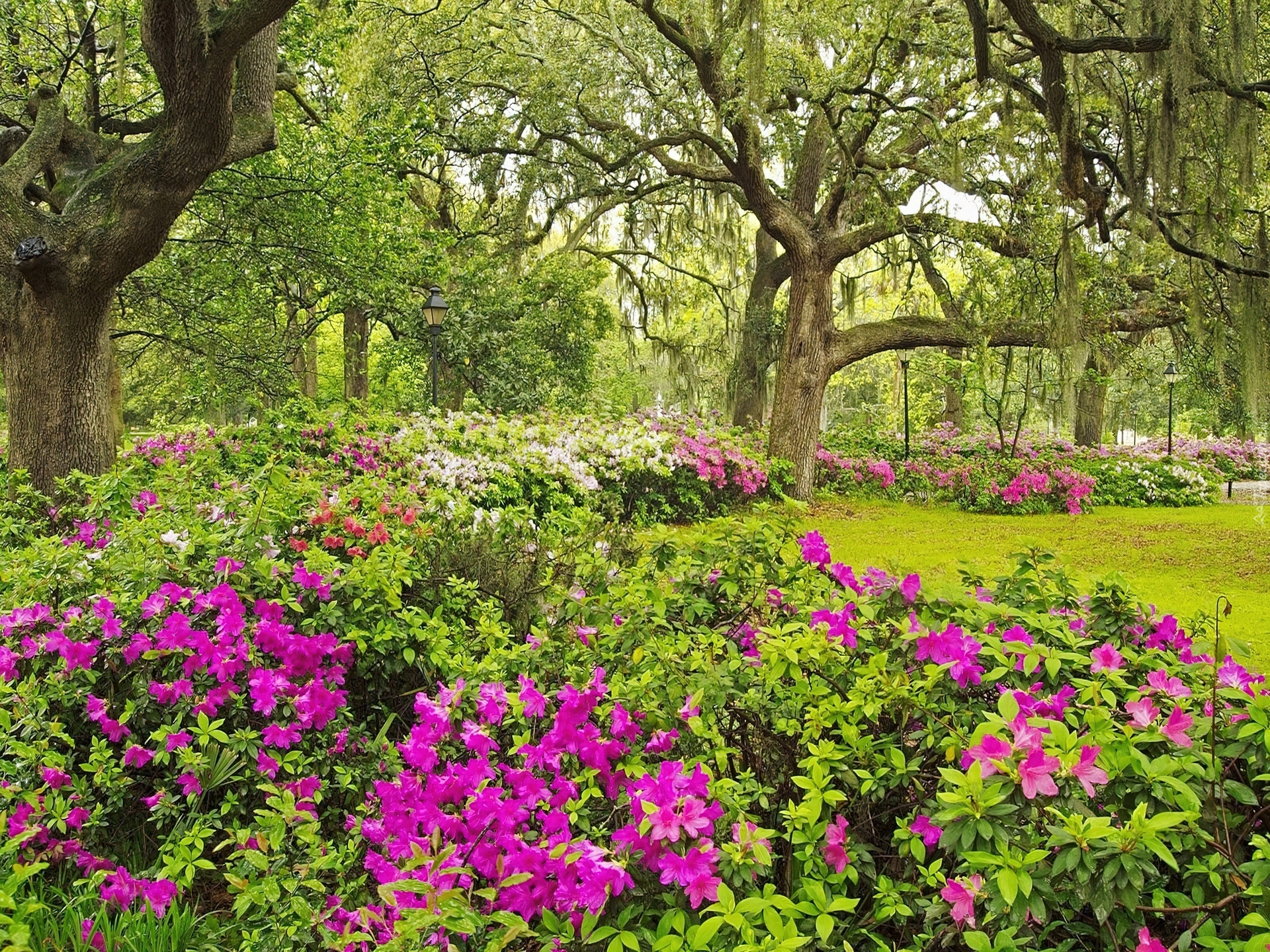 Wiosna, Ogród, Drzewa, Rododendron