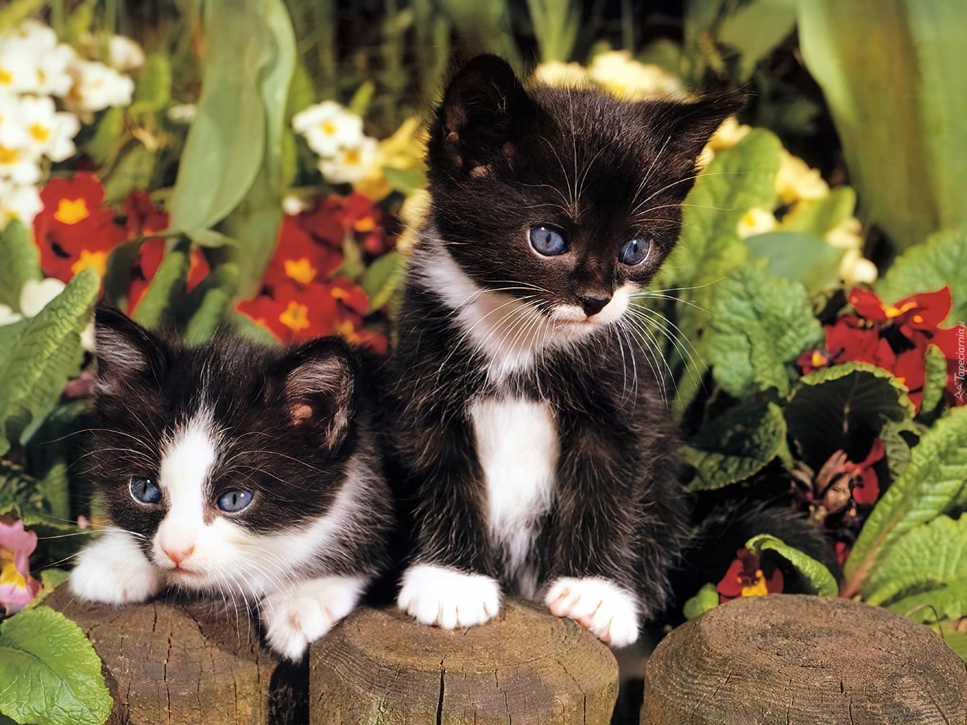 Черно белый котенок девочка. Черный котенок. Котята чёрно белые. Котенок черно-белый. Котенок в цветах.
