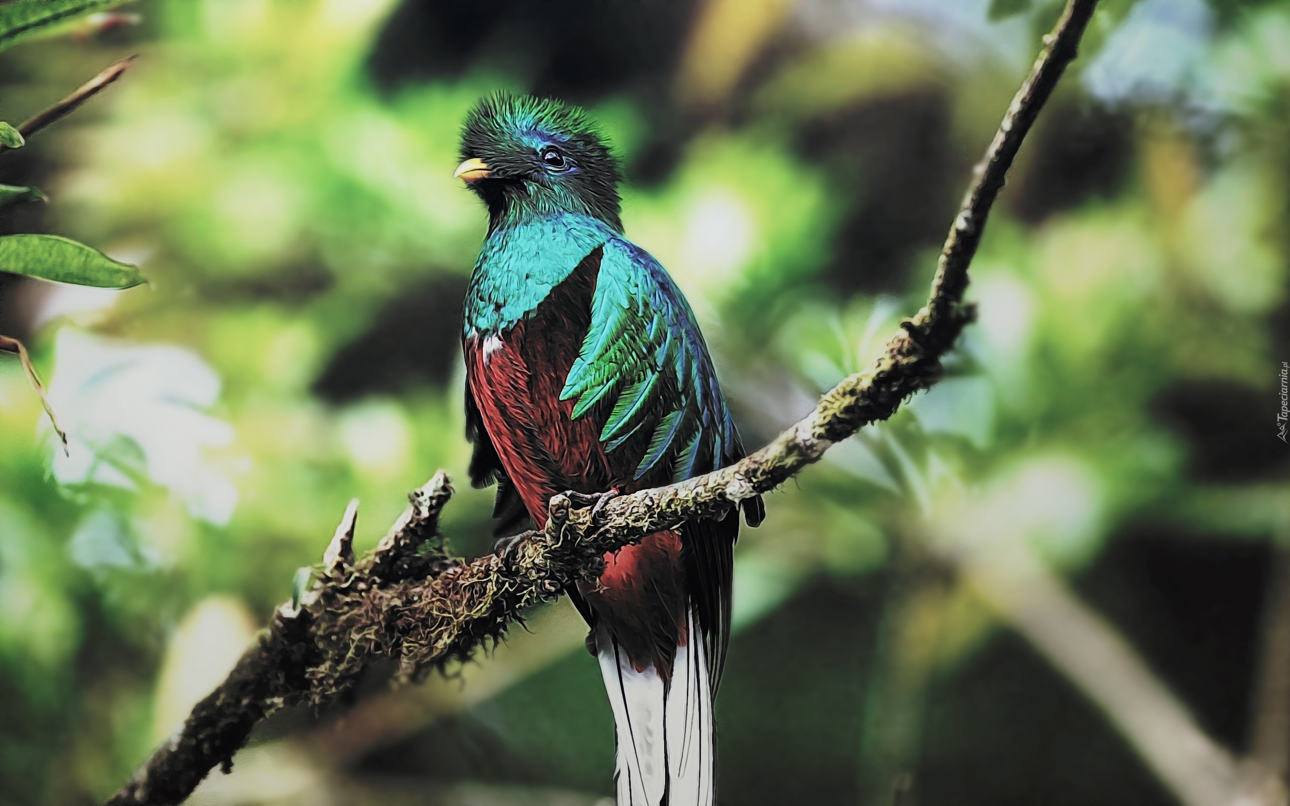 Kolorowy, Ptak, Quetzal