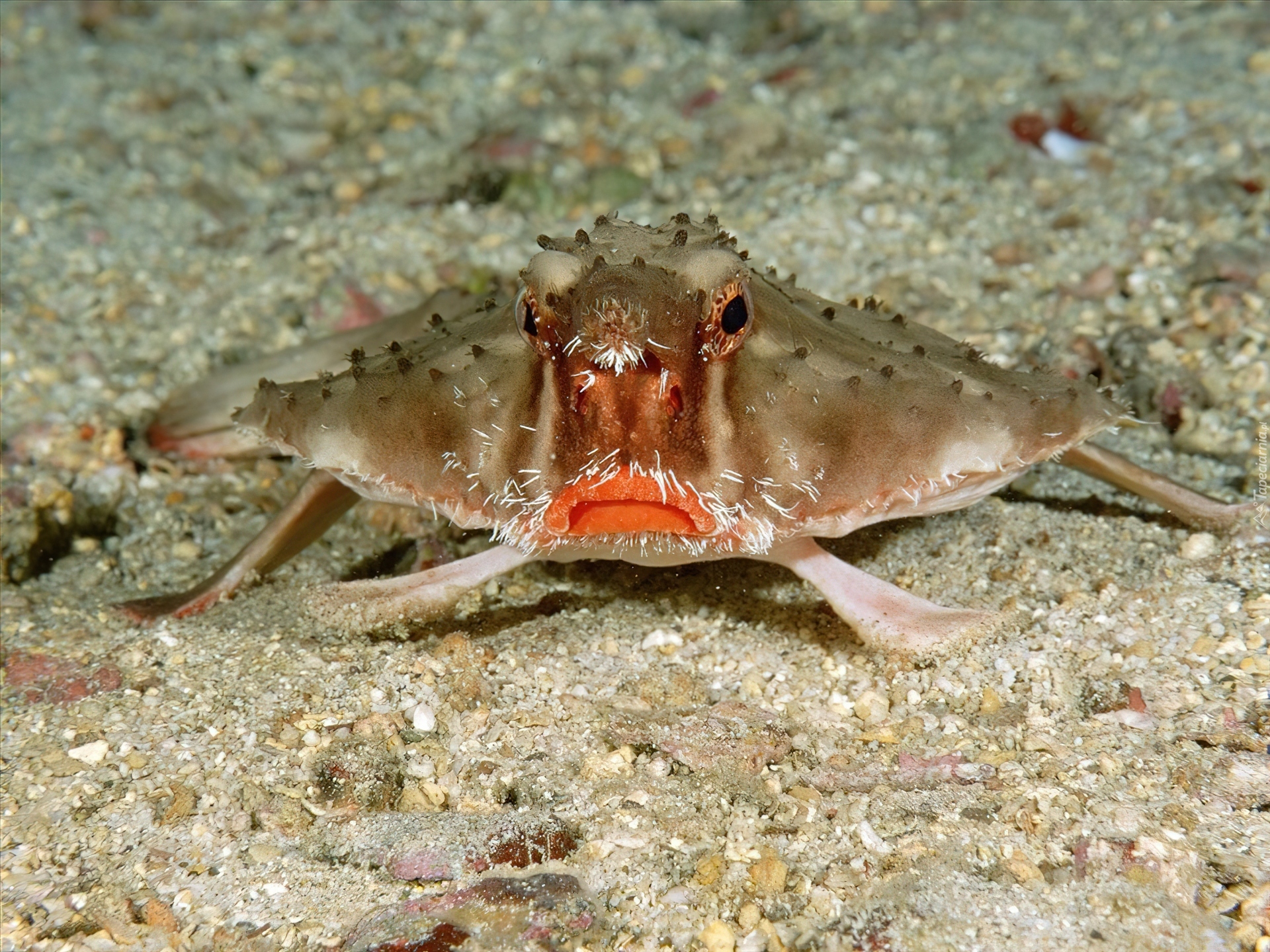 Ryba, Red, Lipped, Batfish