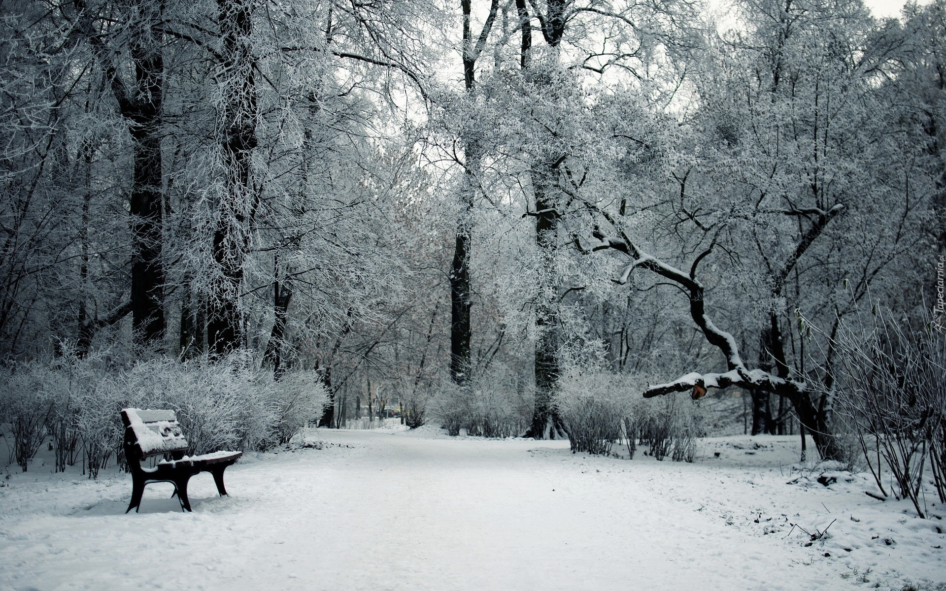 Park, Drzewa, Ławka, Zima