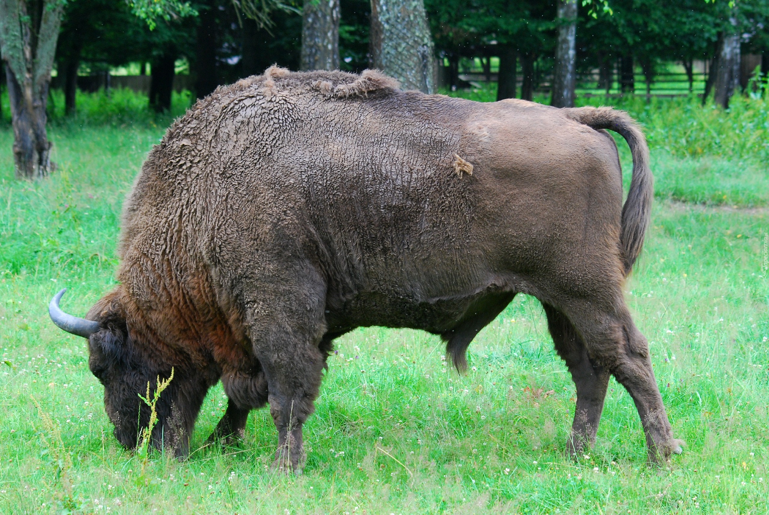 Żubr, Trawa