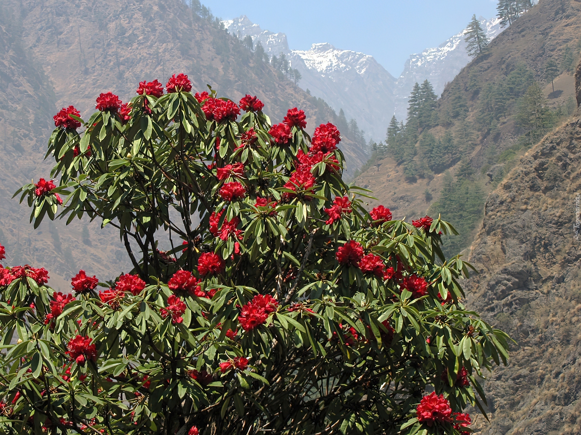 Rhododendron, Góry