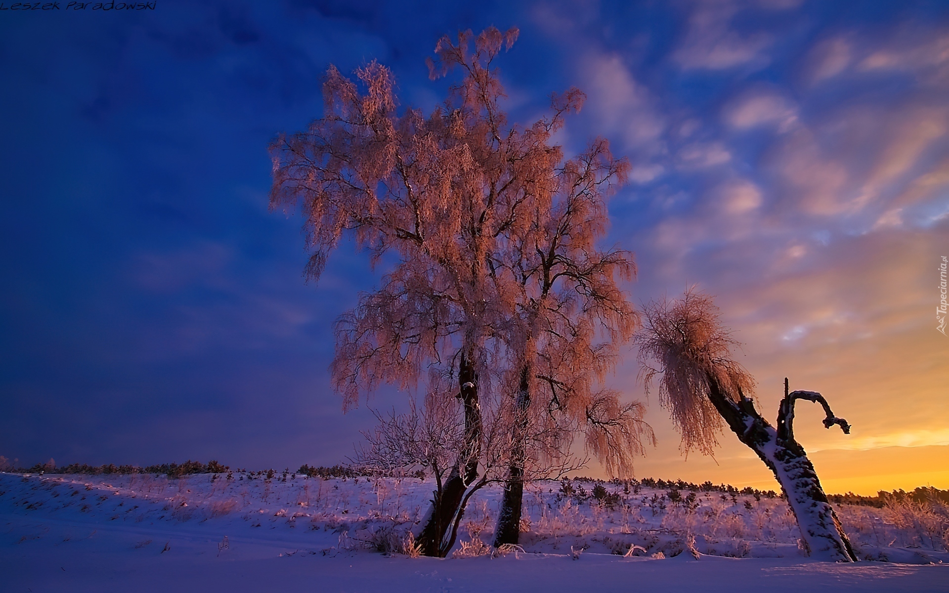Zima, Drzewa, Zachód Słońca