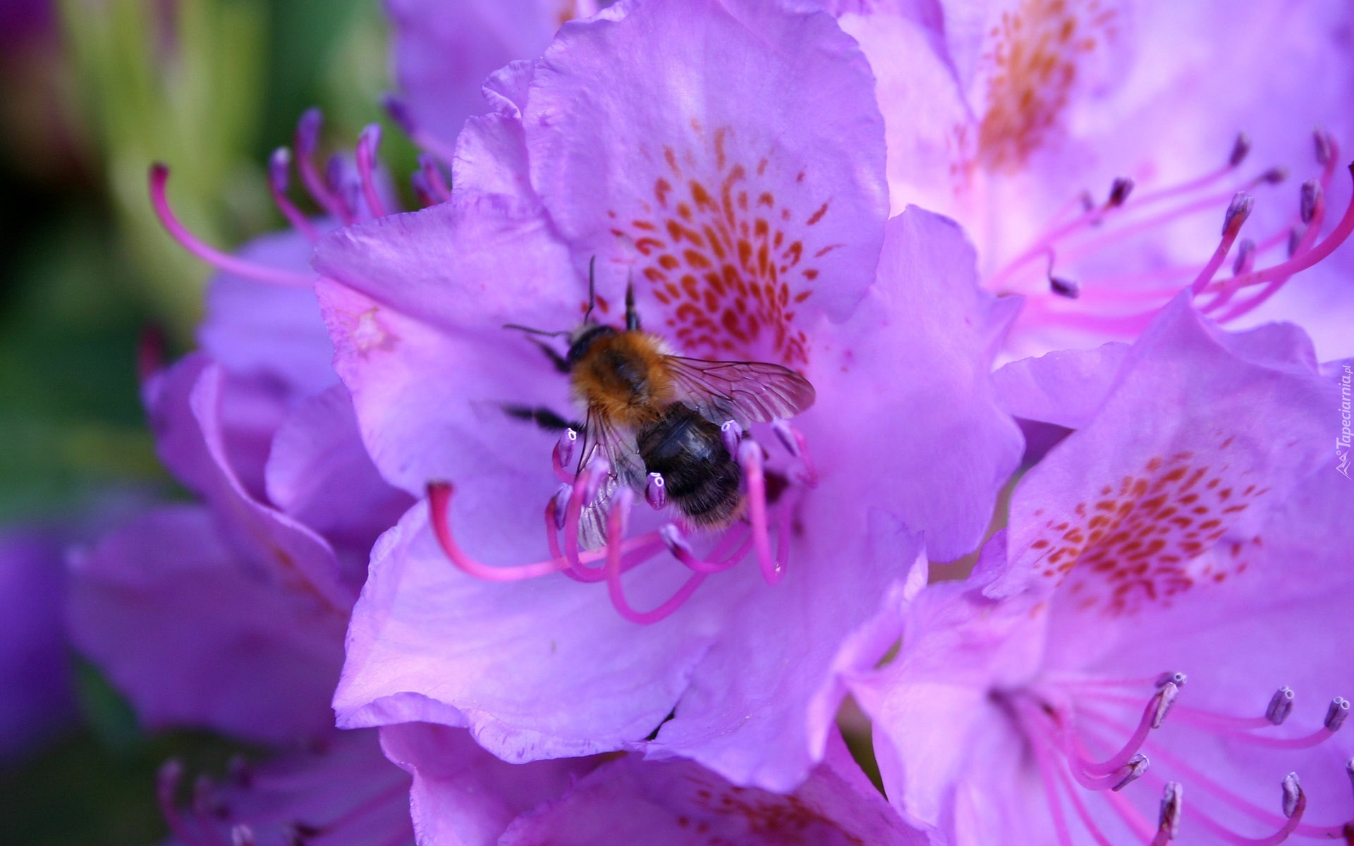Fioletowe, Kwiaty, Rododendron, Pszczoła