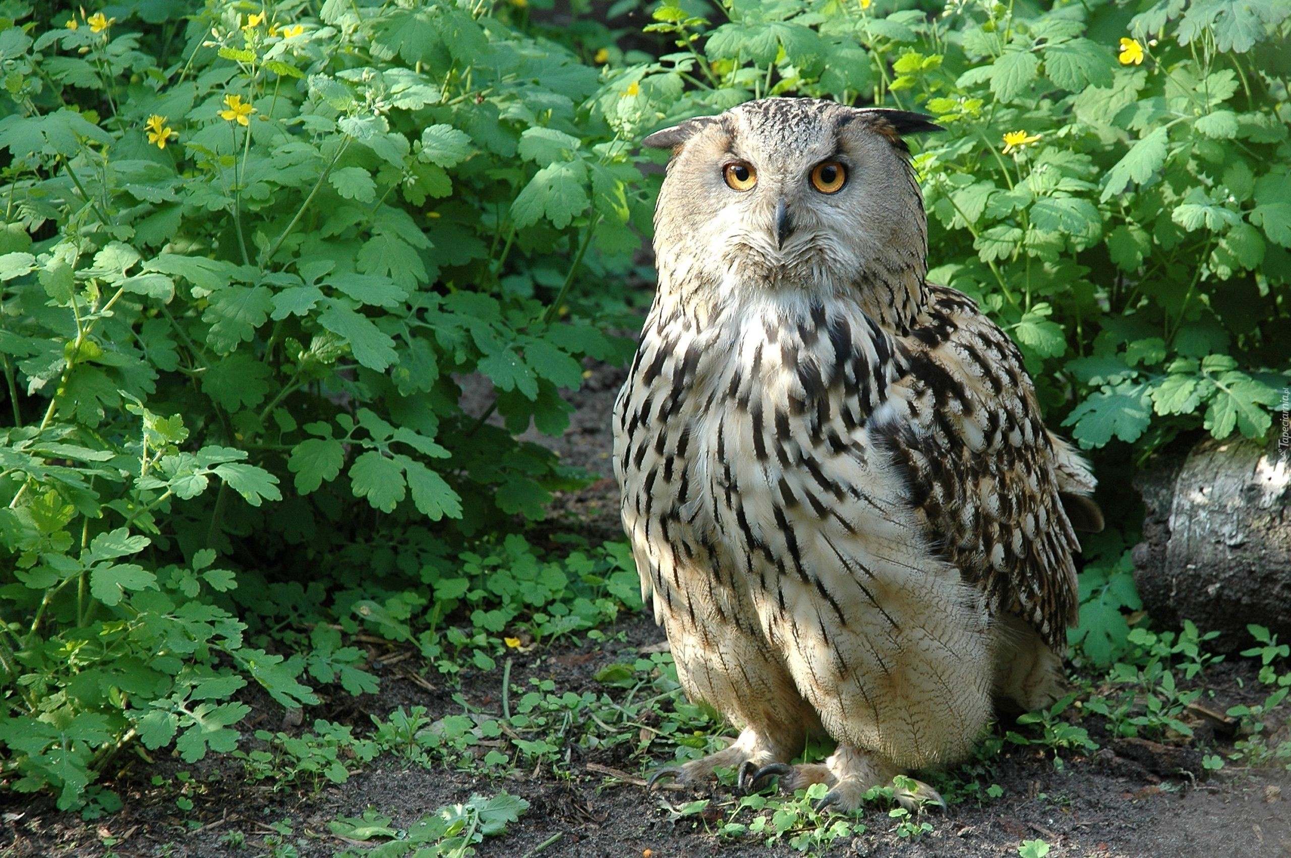 Sowa, Puchacz, Rośliny