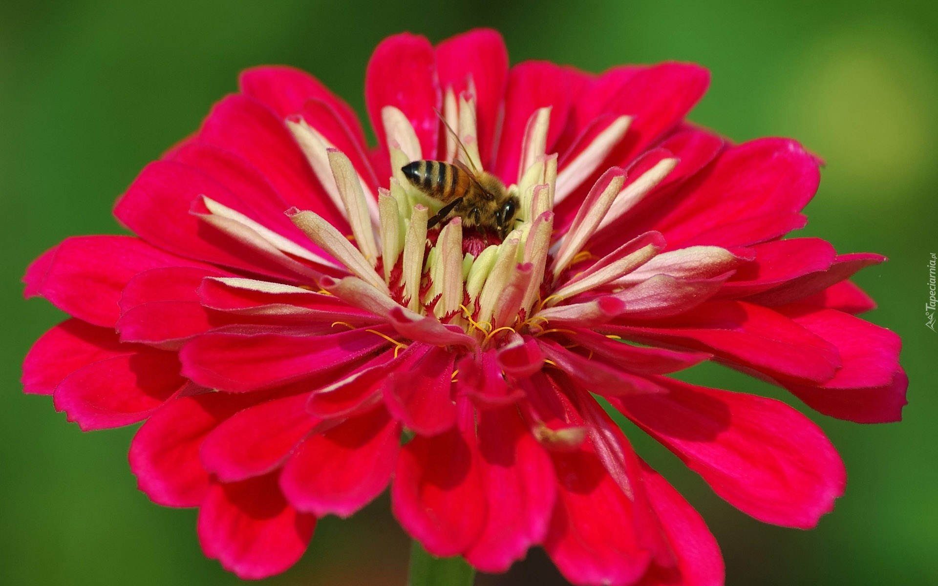 Czerwony, Kwiat, Pszczoła