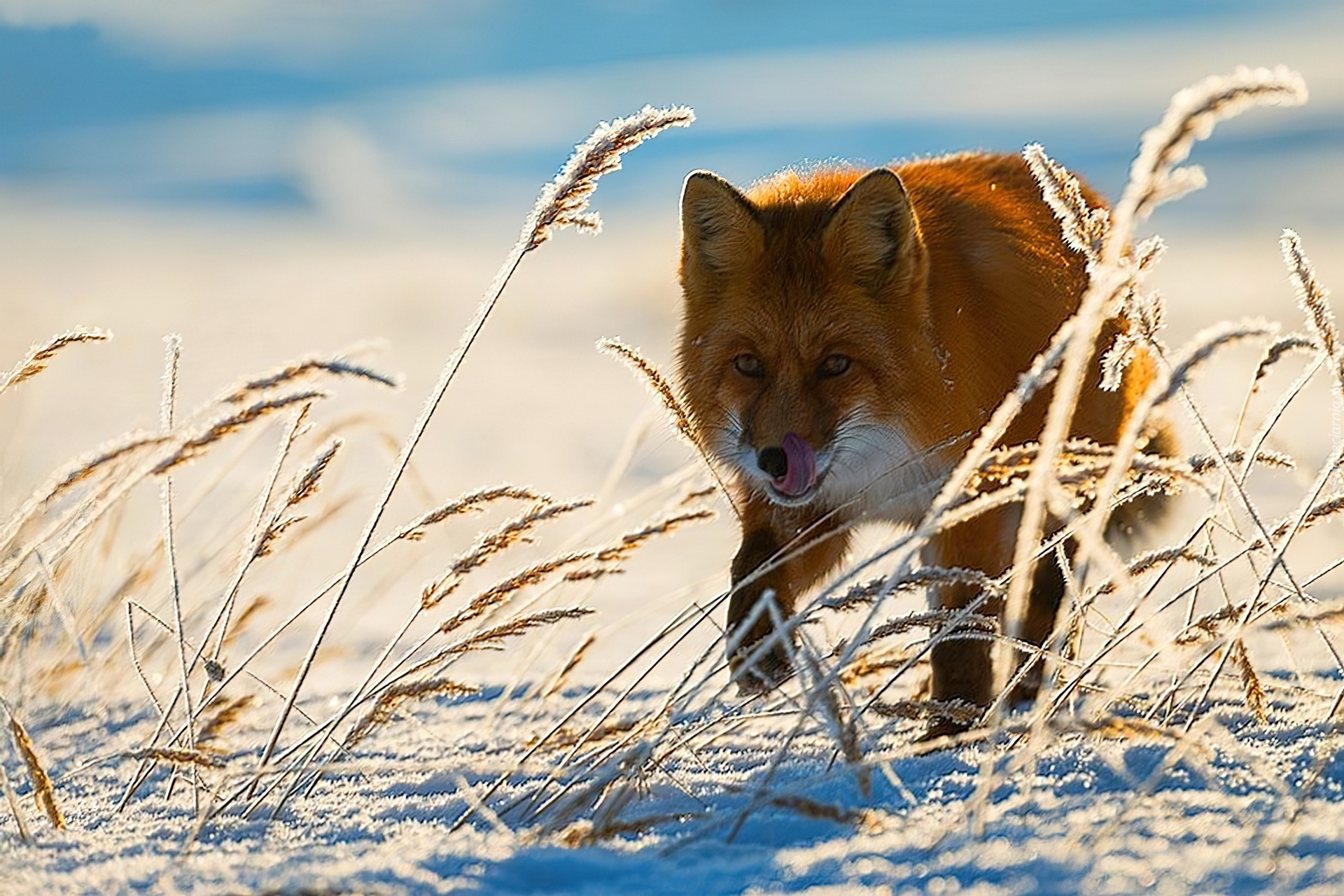 Fox hunting. Лиса Шпиленок. Лиса Чукотки. Лиса охотится.