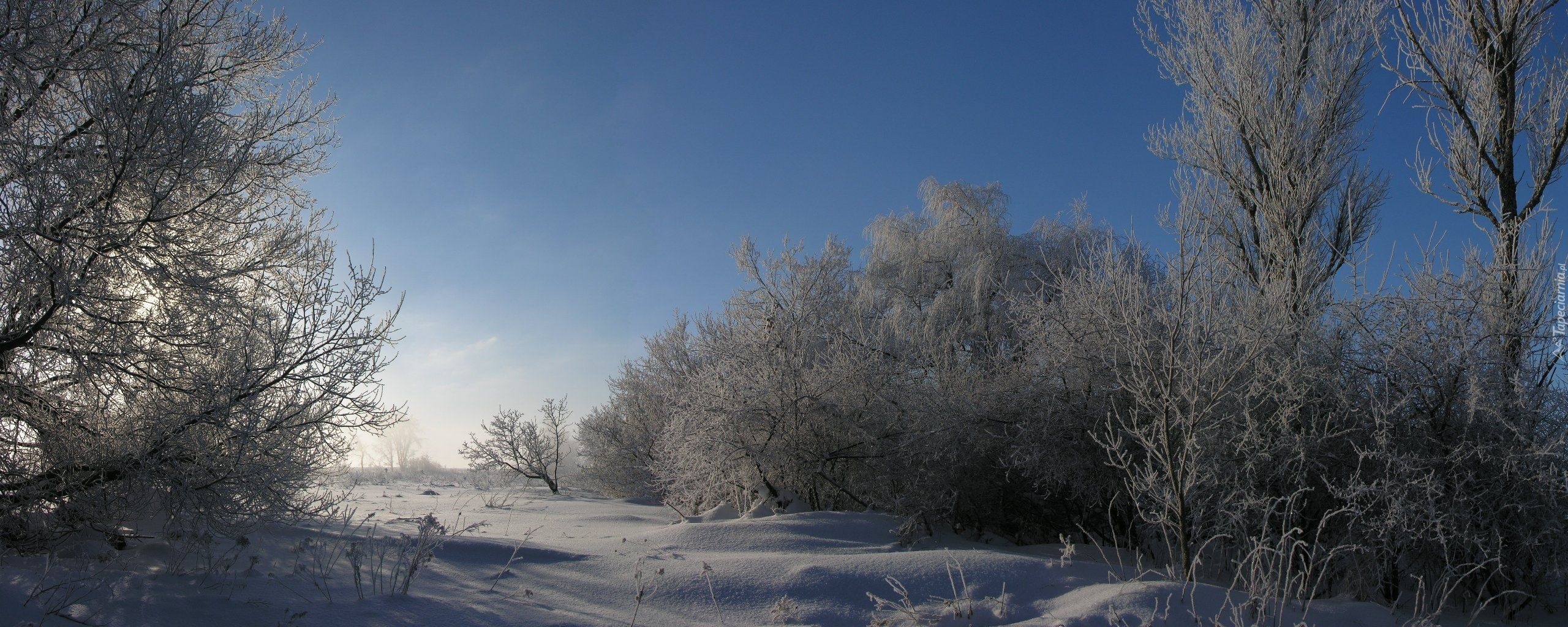 Drzea, Krzewy, Śnieg, Niebo