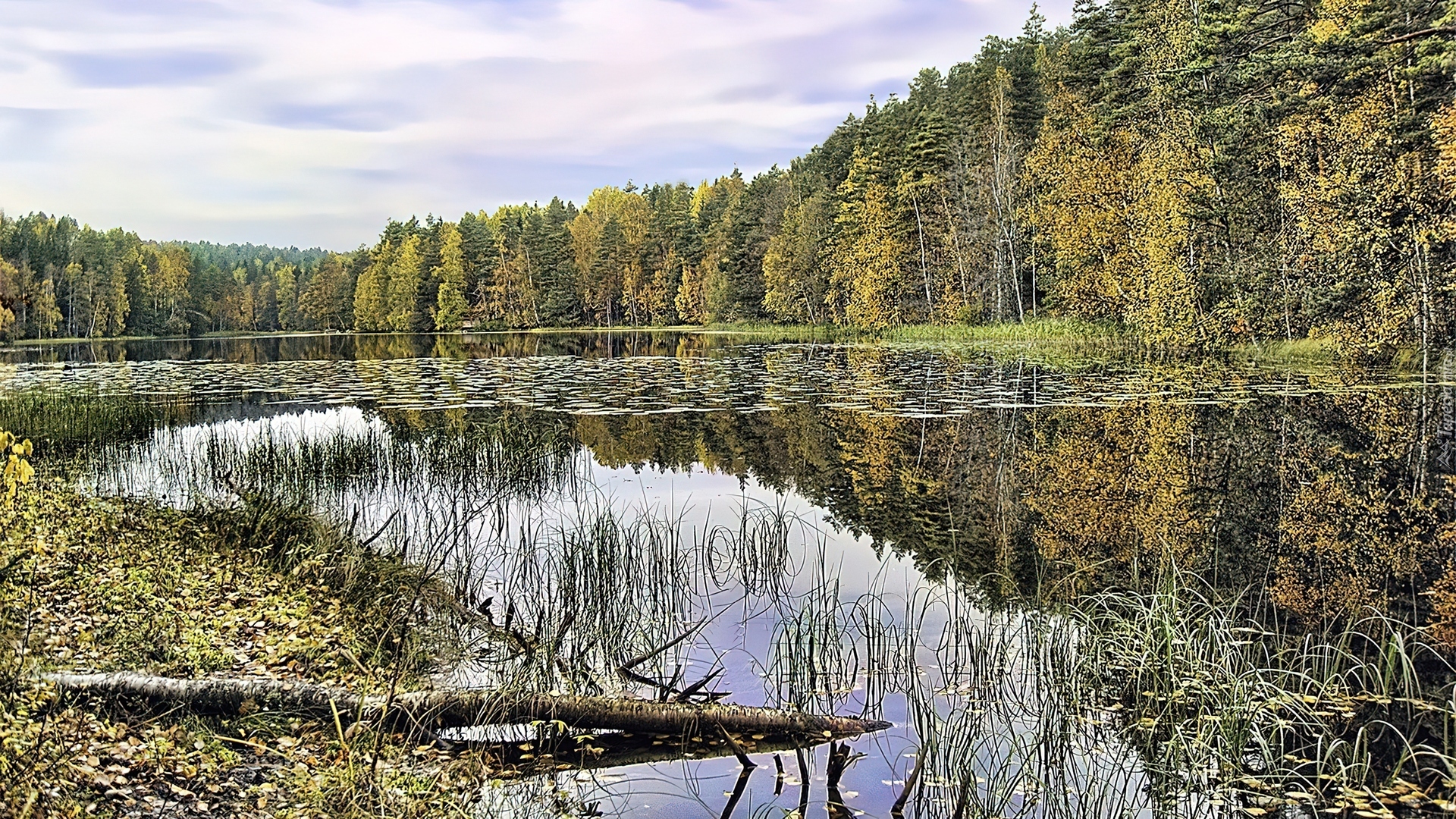 Jezioro, Szuwary, Las