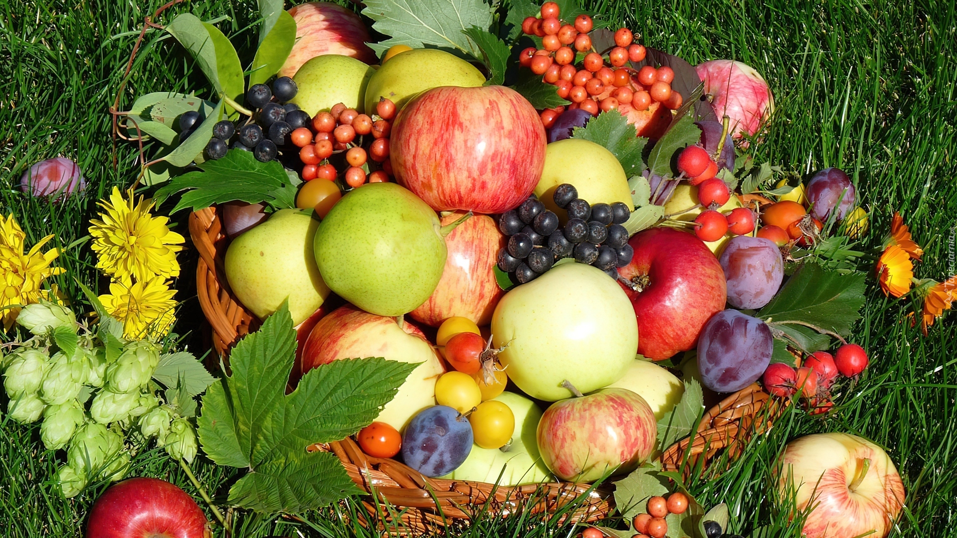 Фруктовая дачи. Сад с фруктами. Плодово-ягодные культуры. Летние фрукты. Дары осени овощи и фрукты.