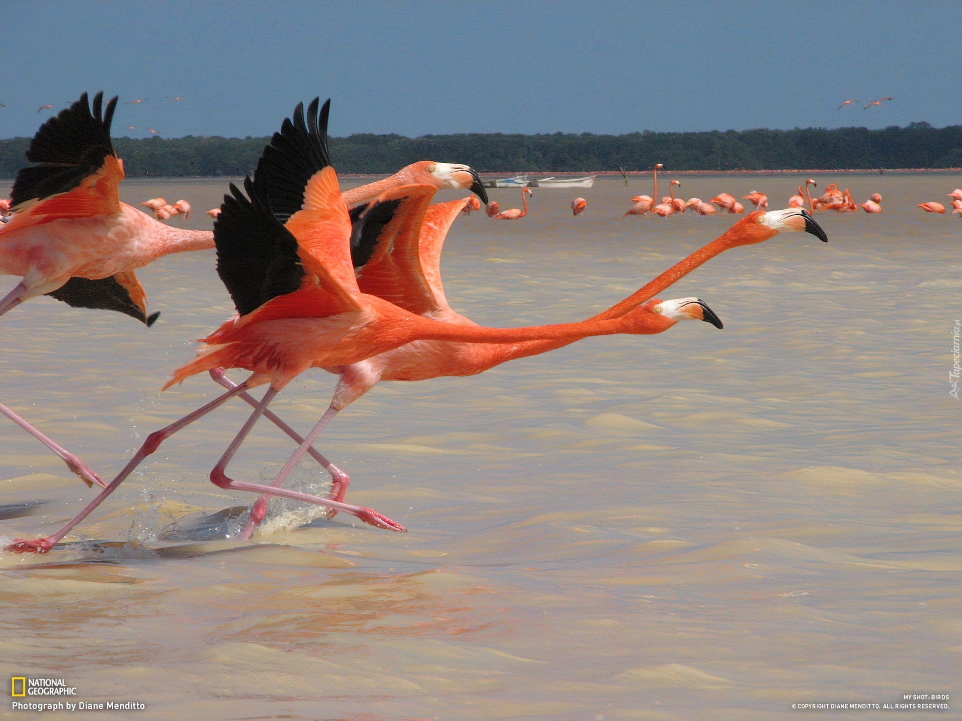 Flamingi, Czerwonaki