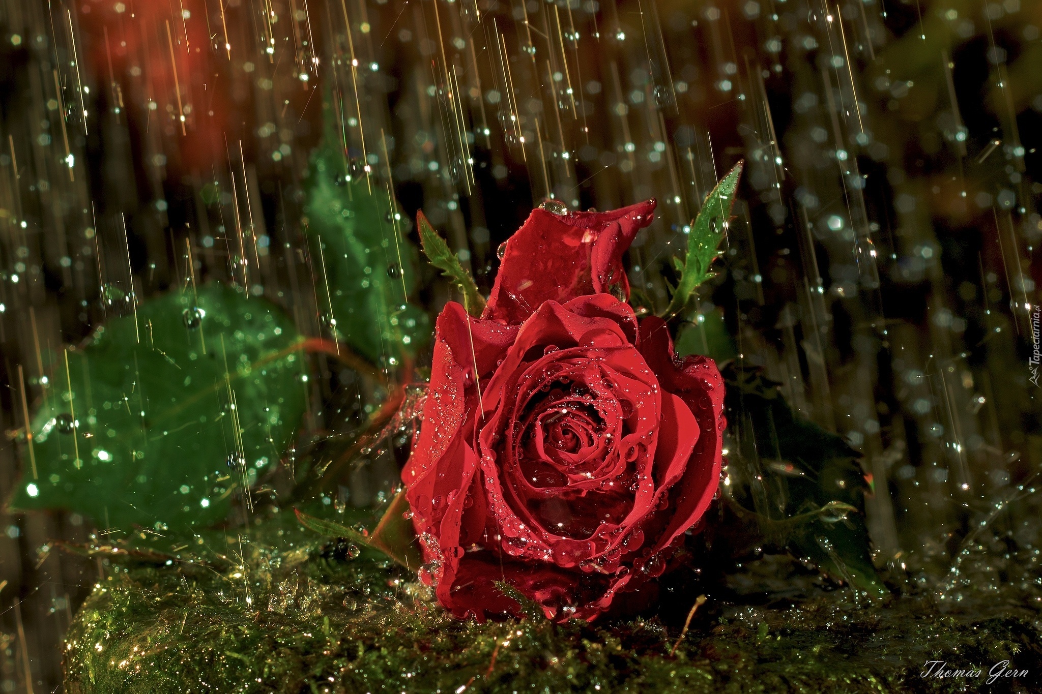 Czerwona, Róża, Krople, Deszczu