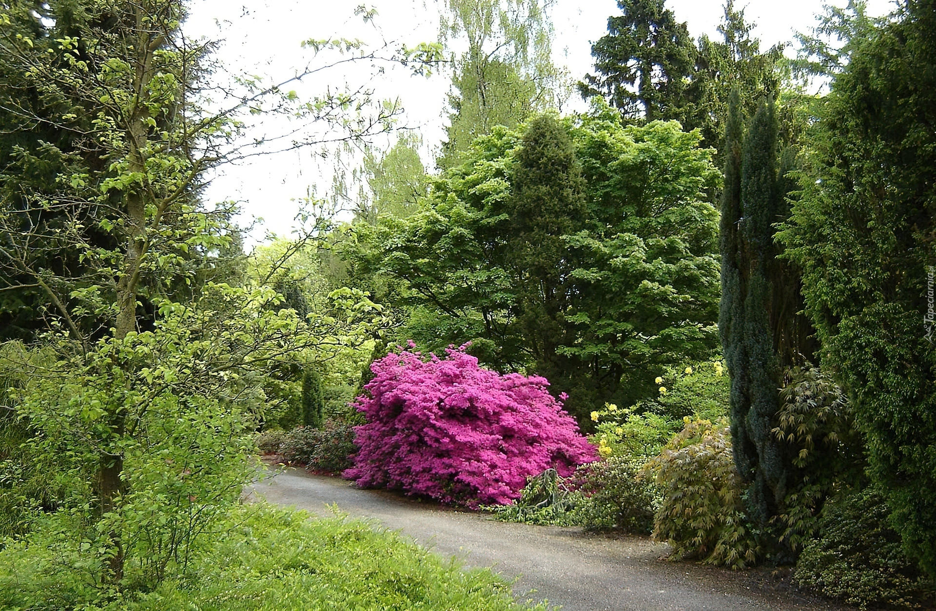 Park, Alejka, Różanecznik