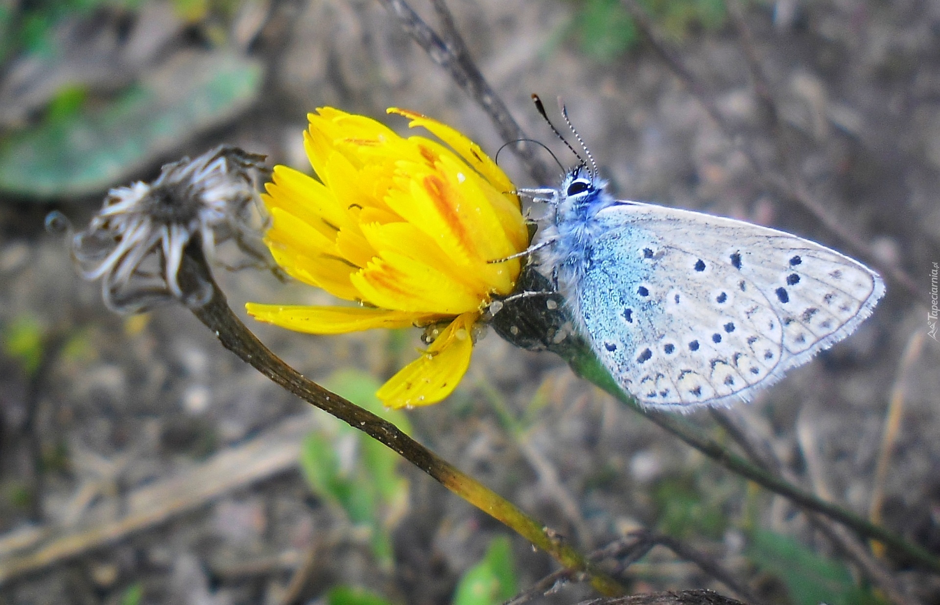 Motyl, Kwiat