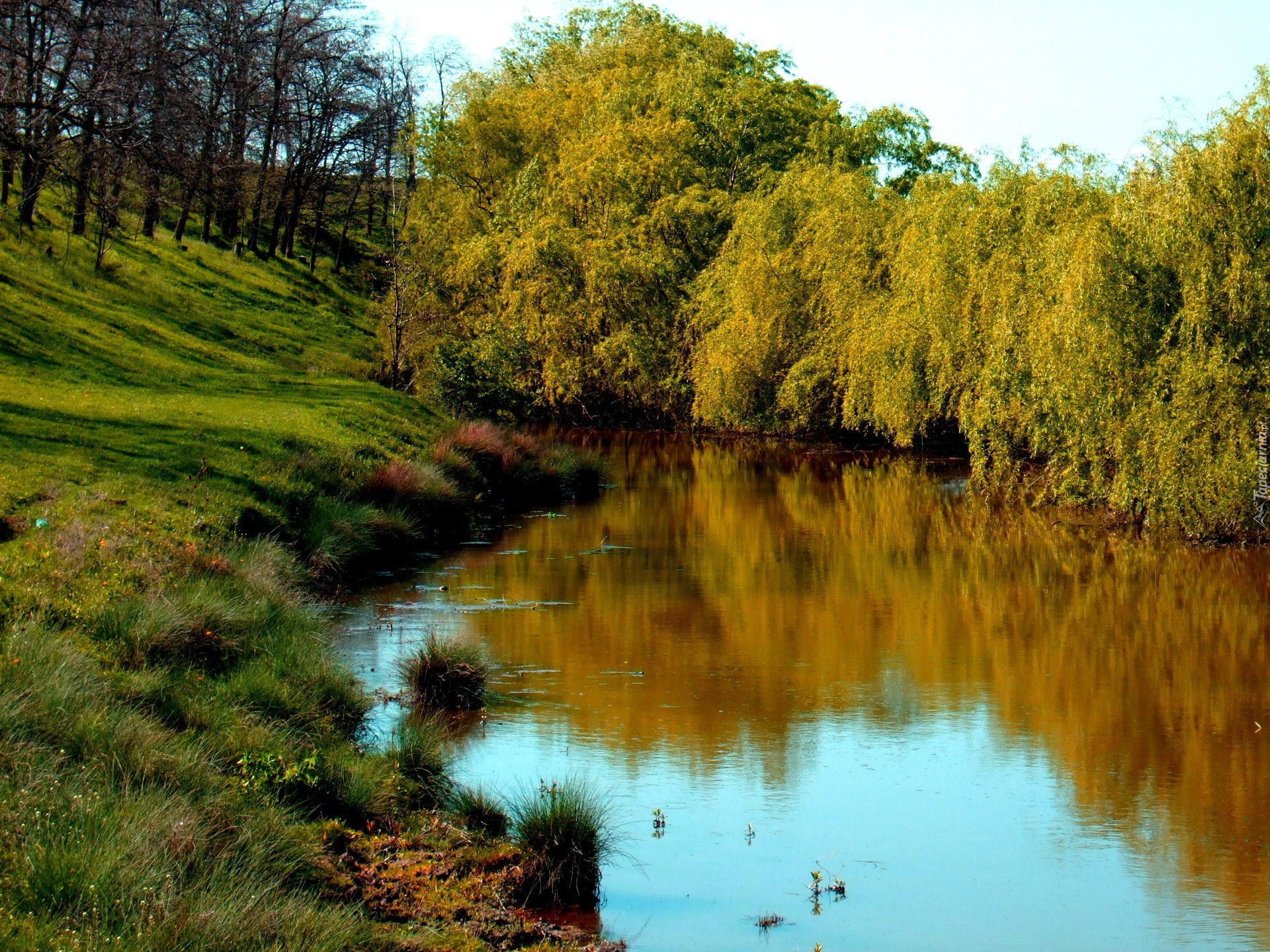 Rzeka, Drzewa, Trawy