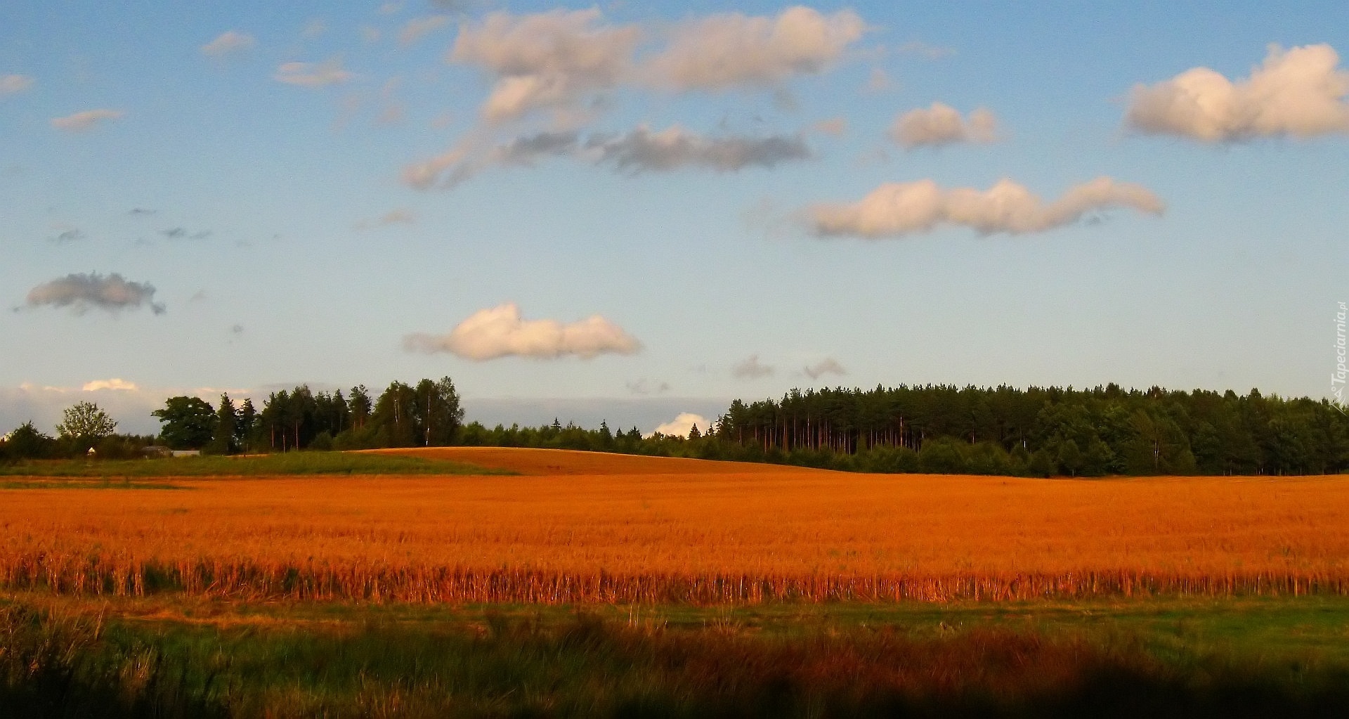 Pole, Jesień, Las