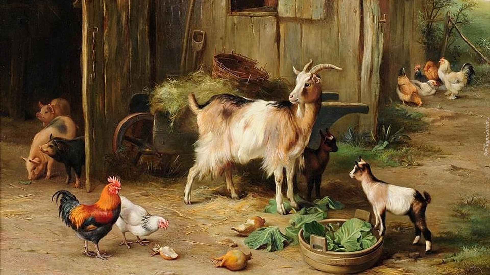 Koza, Kury, Gospodarstwo, Edgar Hunt
