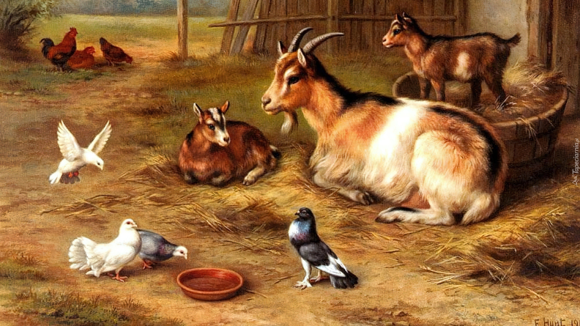 Kozy, Gołębie, Edgar Hunt
