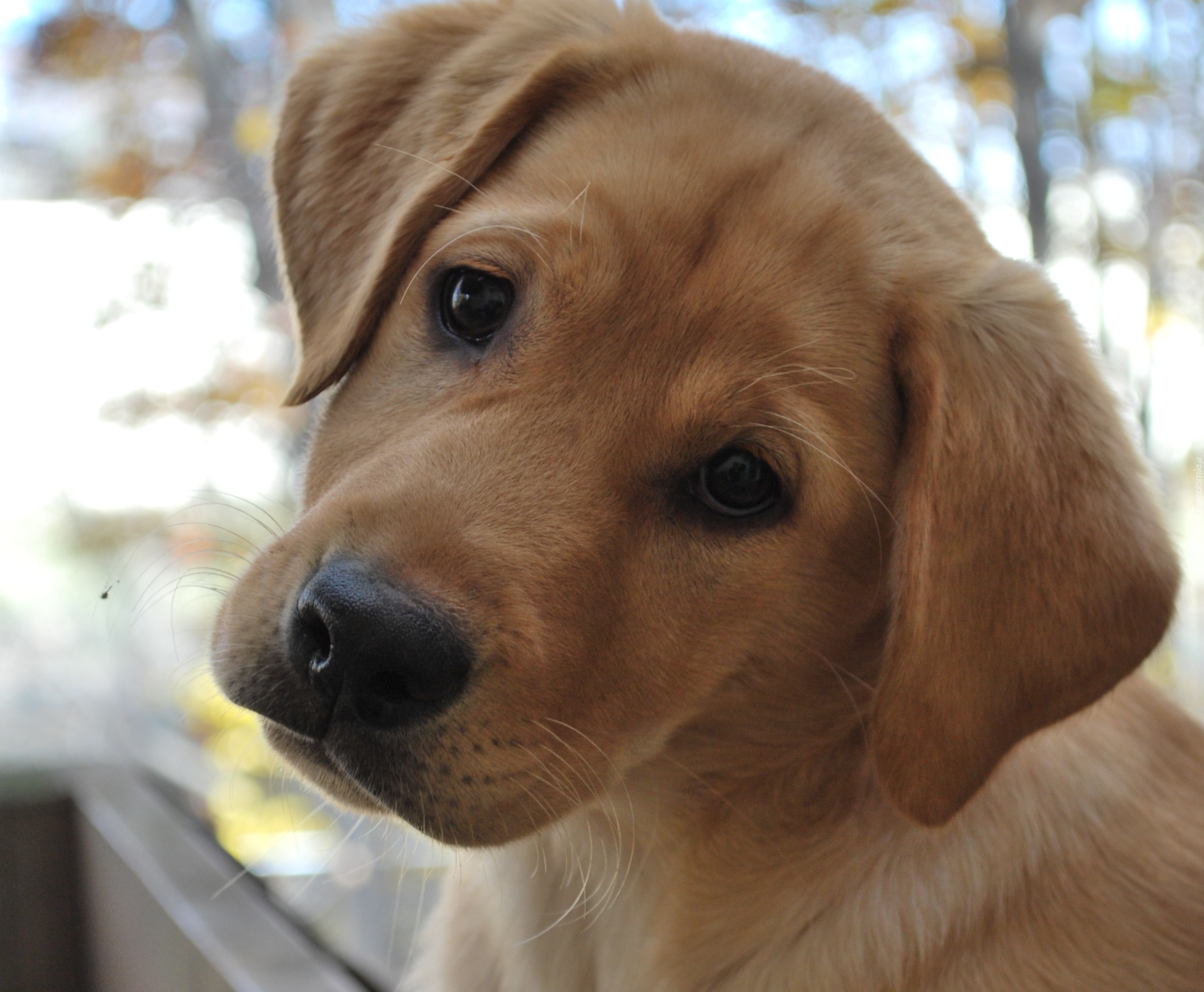 Smutny, Piesek, Labrador Retriever