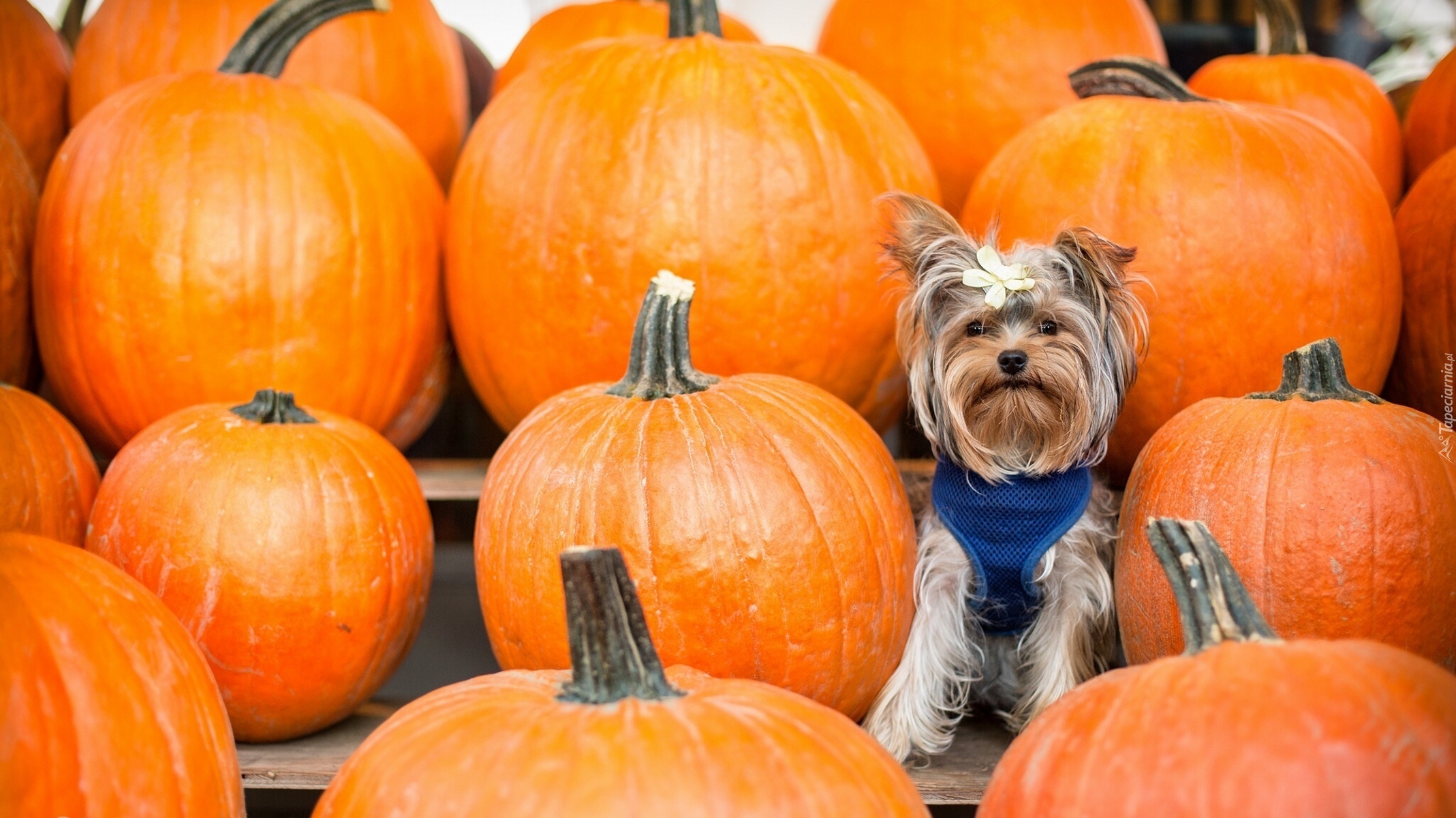 Yorkshire Terrier, Kokardka, Dynie