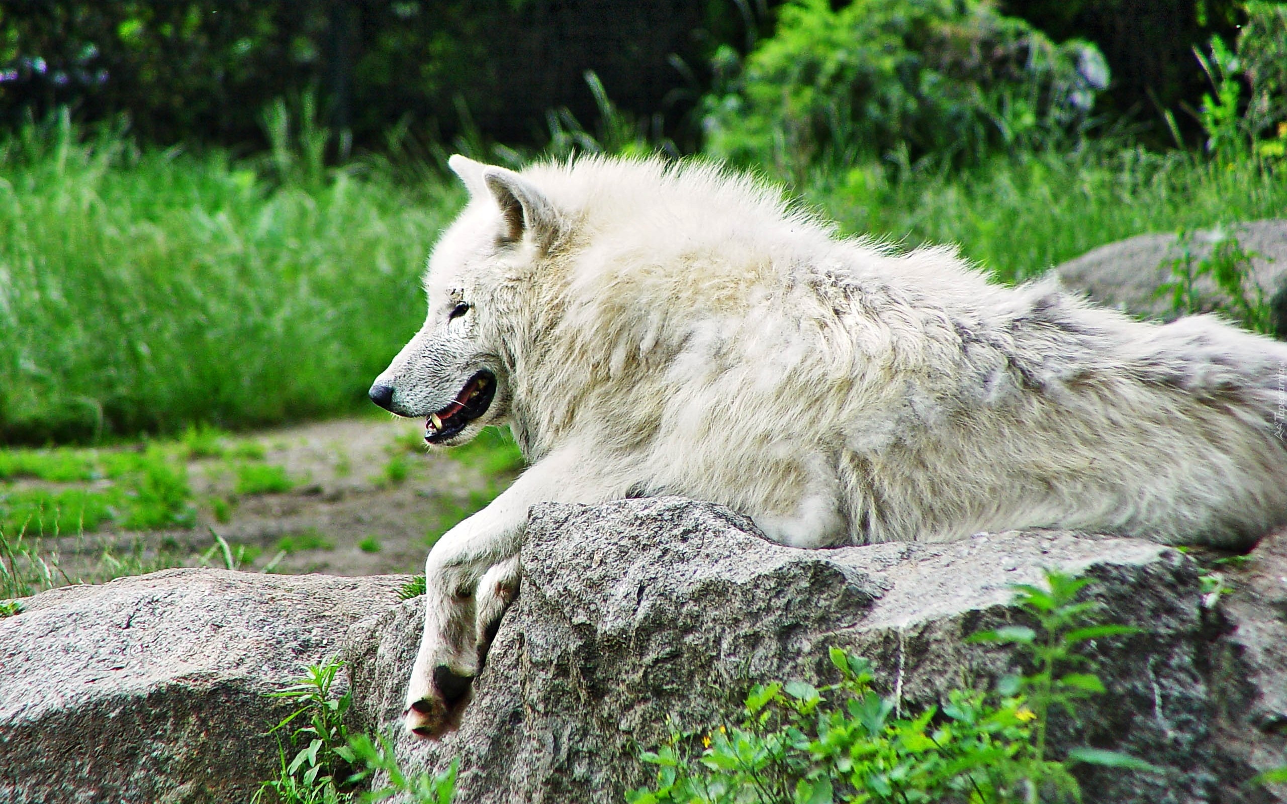 Wilk, Arktyczny