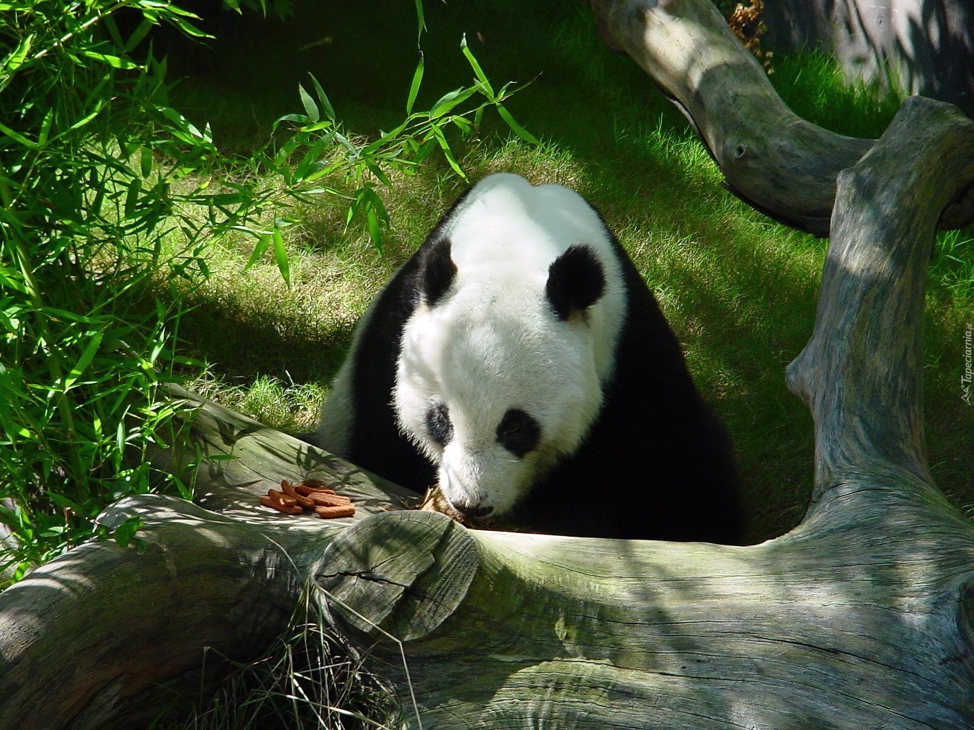 Panda, Kłoda, Zieleń